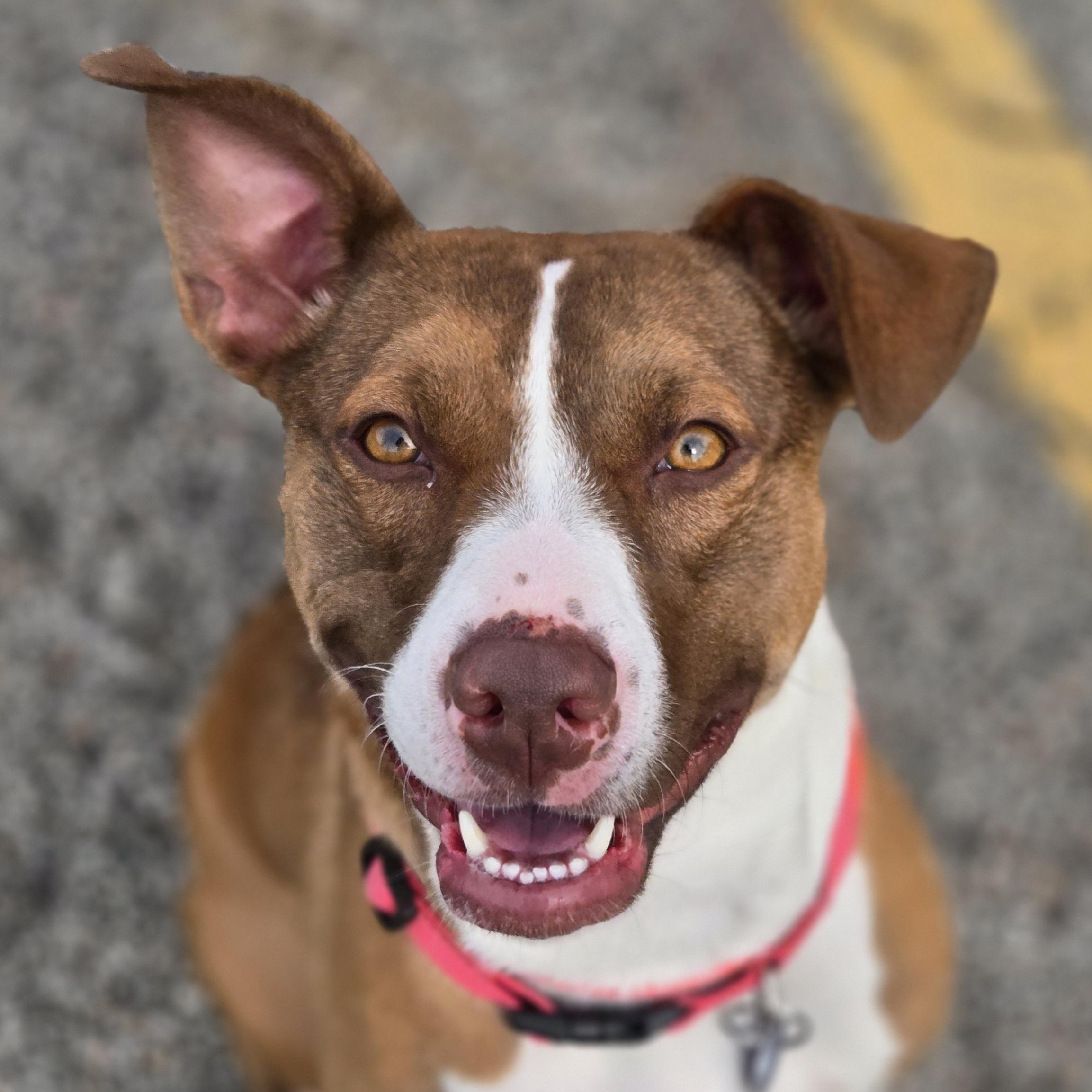 Dahlia, Adoptable, Young Female American Staffordshire Terrier & Pit Bull Terrier.