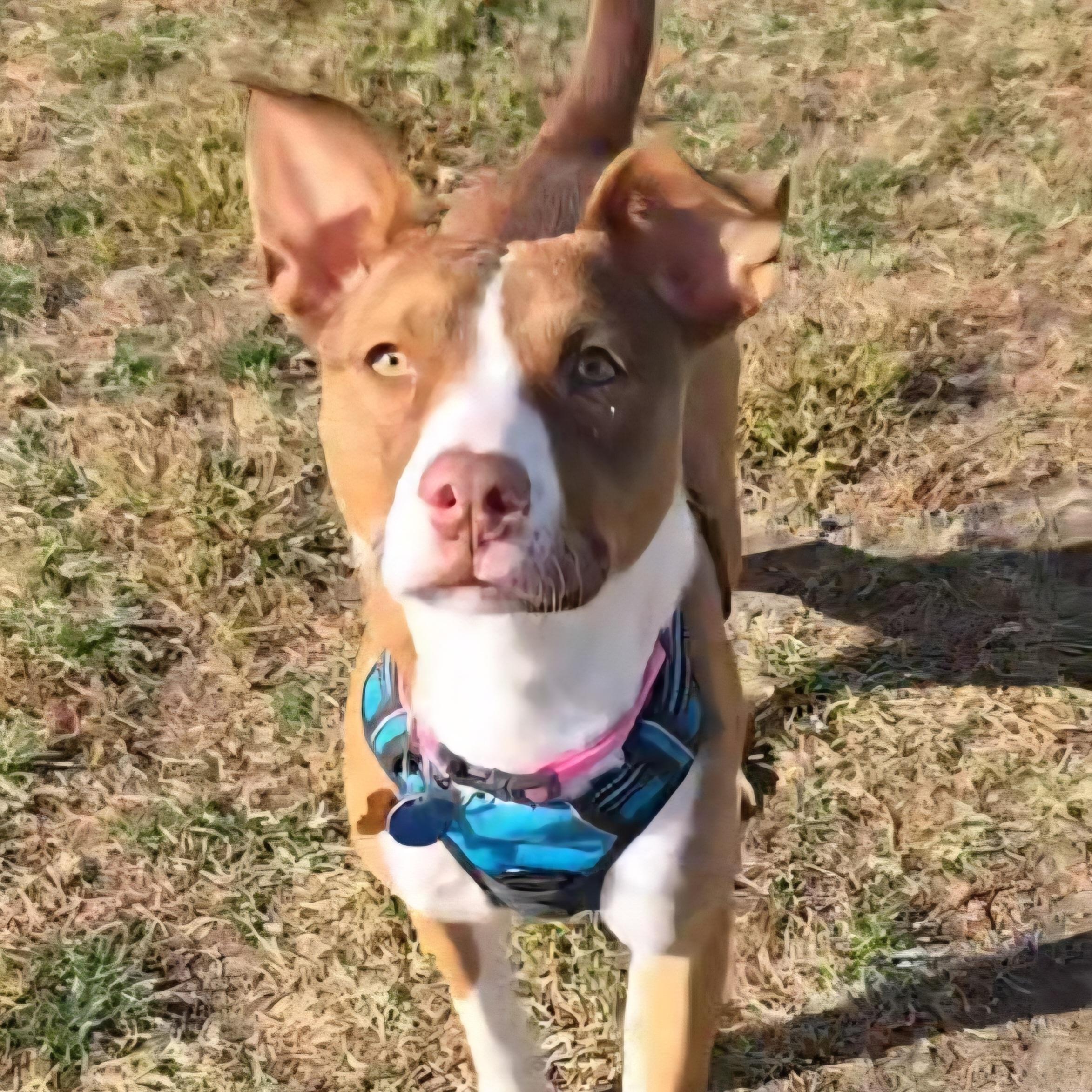 Dahlia, Adoptable, Young Female Pit Bull Terrier.