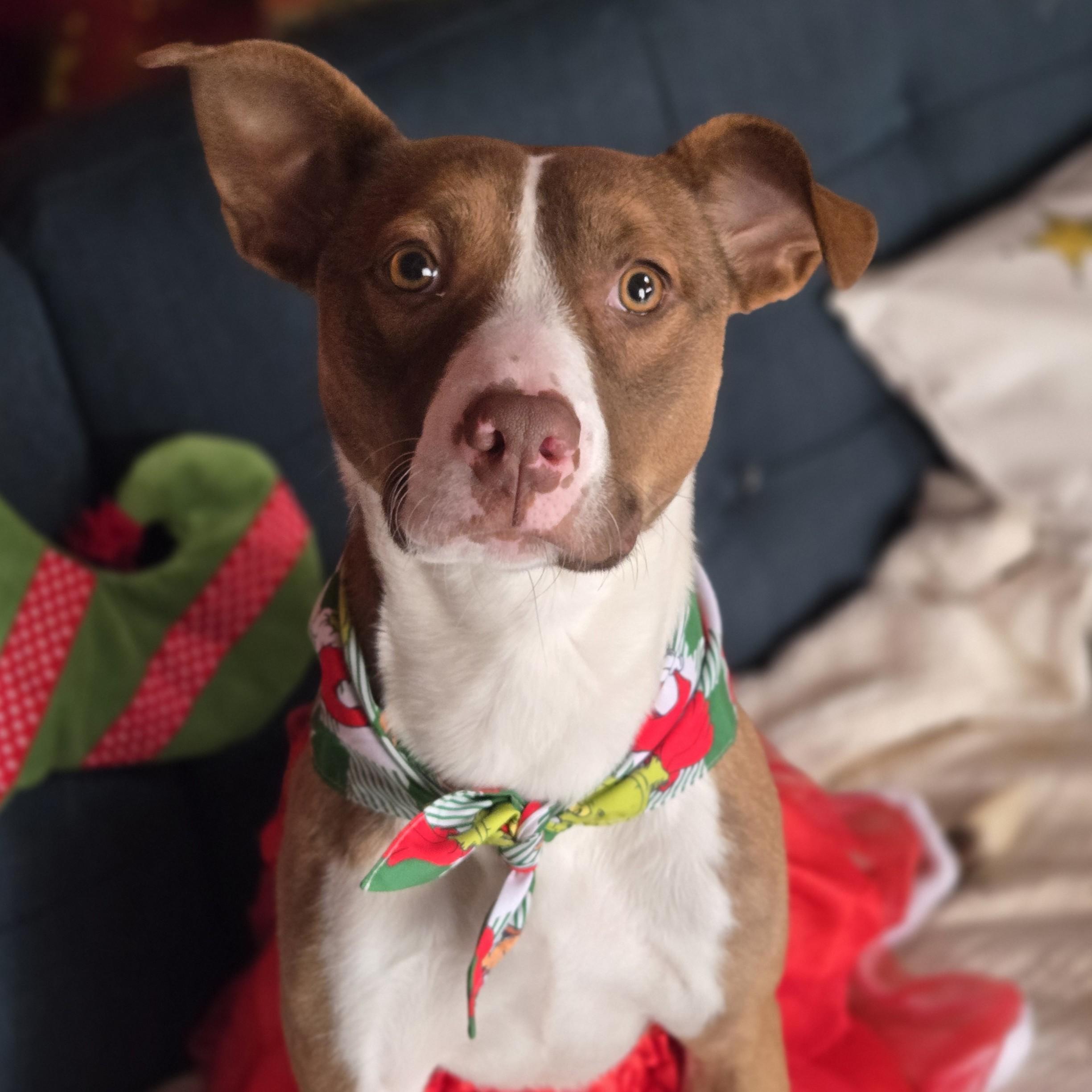 Enlarge Dahlia, a Adoptable mixed breed in Normal, IL image 1/6