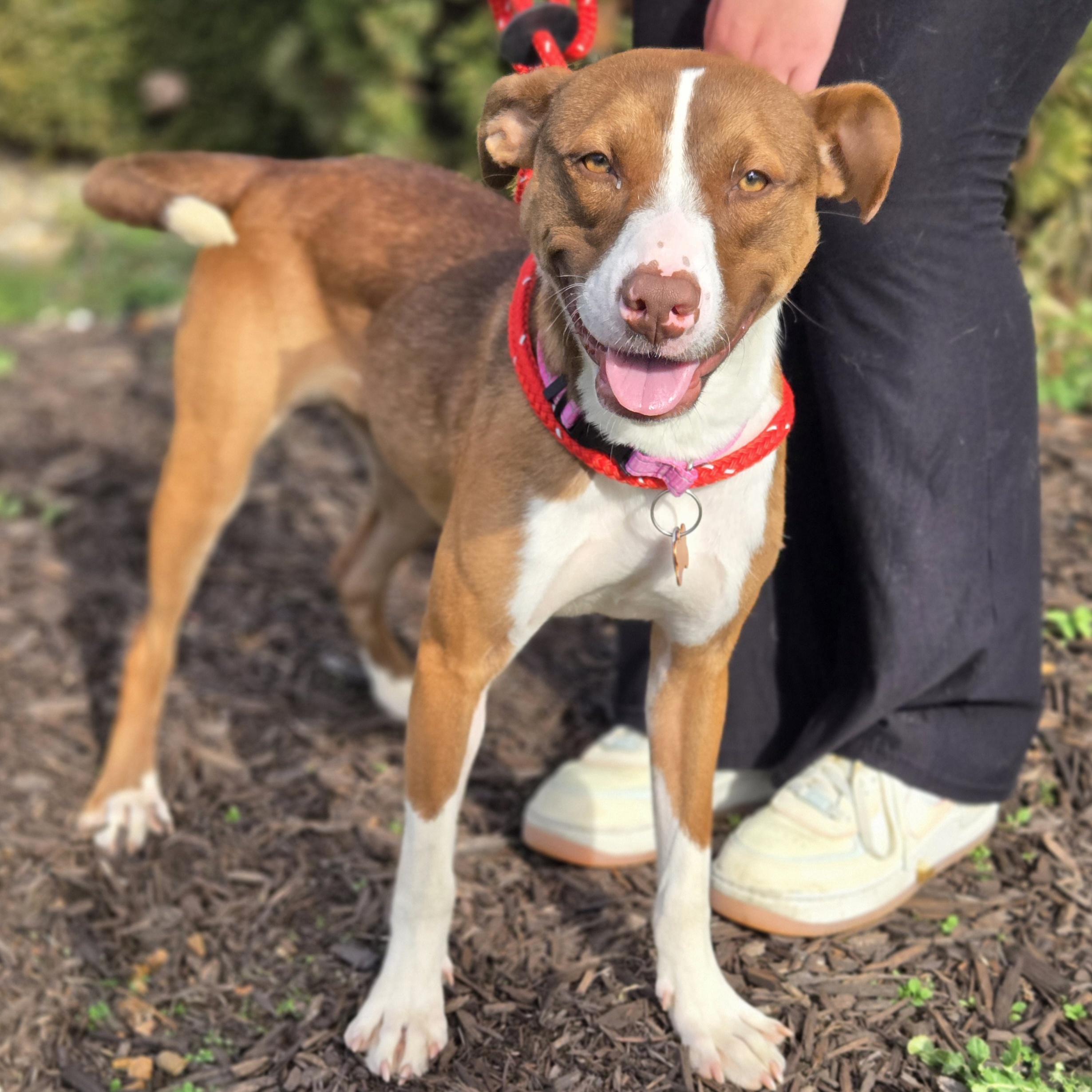 Enlarge Dahlia, a Adoptable mixed breed in Normal, IL image 3/6