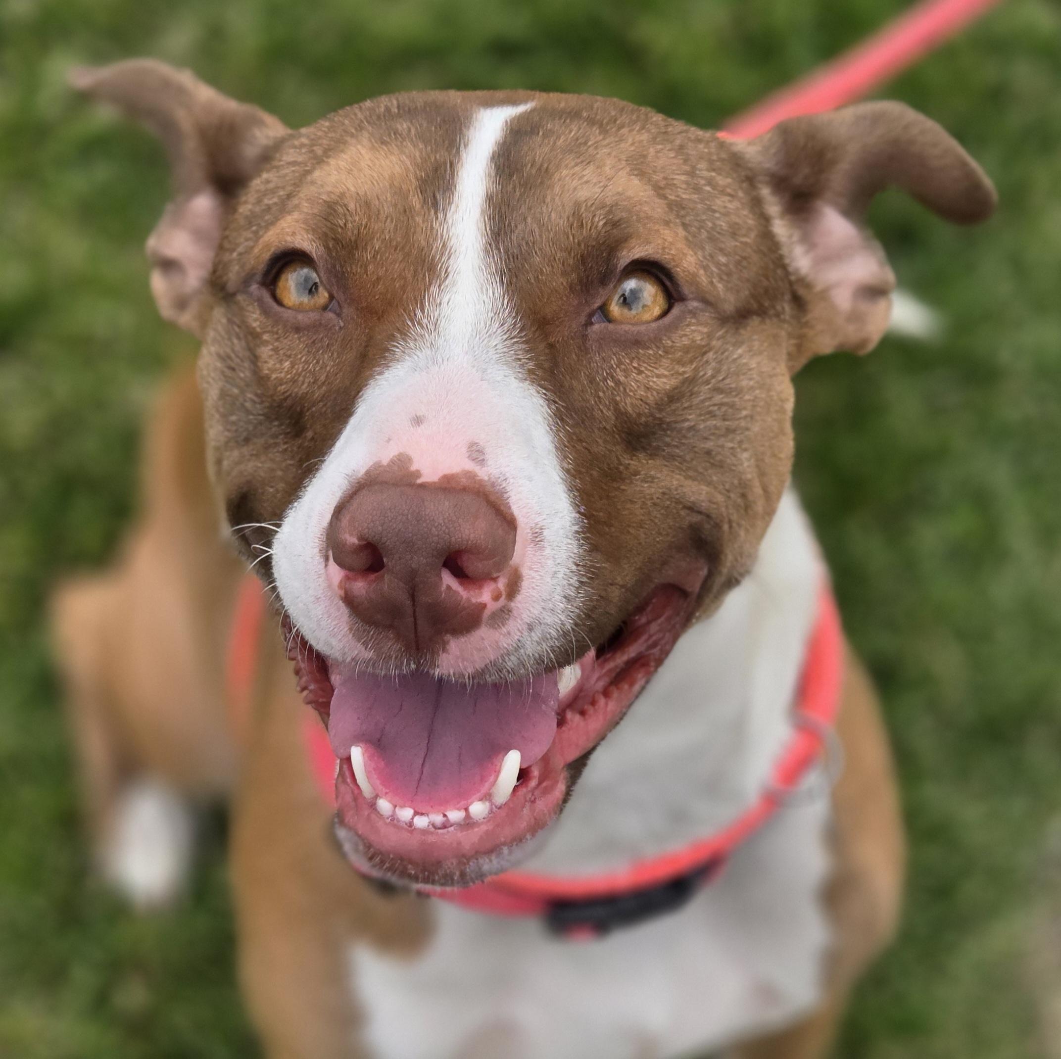 Dahlia, Adoptable, Young Female American Staffordshire Terrier & Pit Bull Terrier.