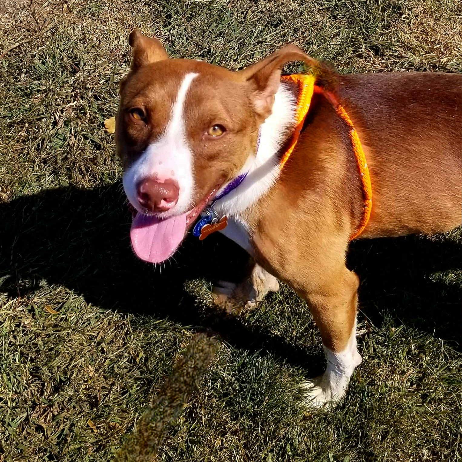 Enlarge Dahlia, a Adoptable mixed breed in Normal, IL image 6/6