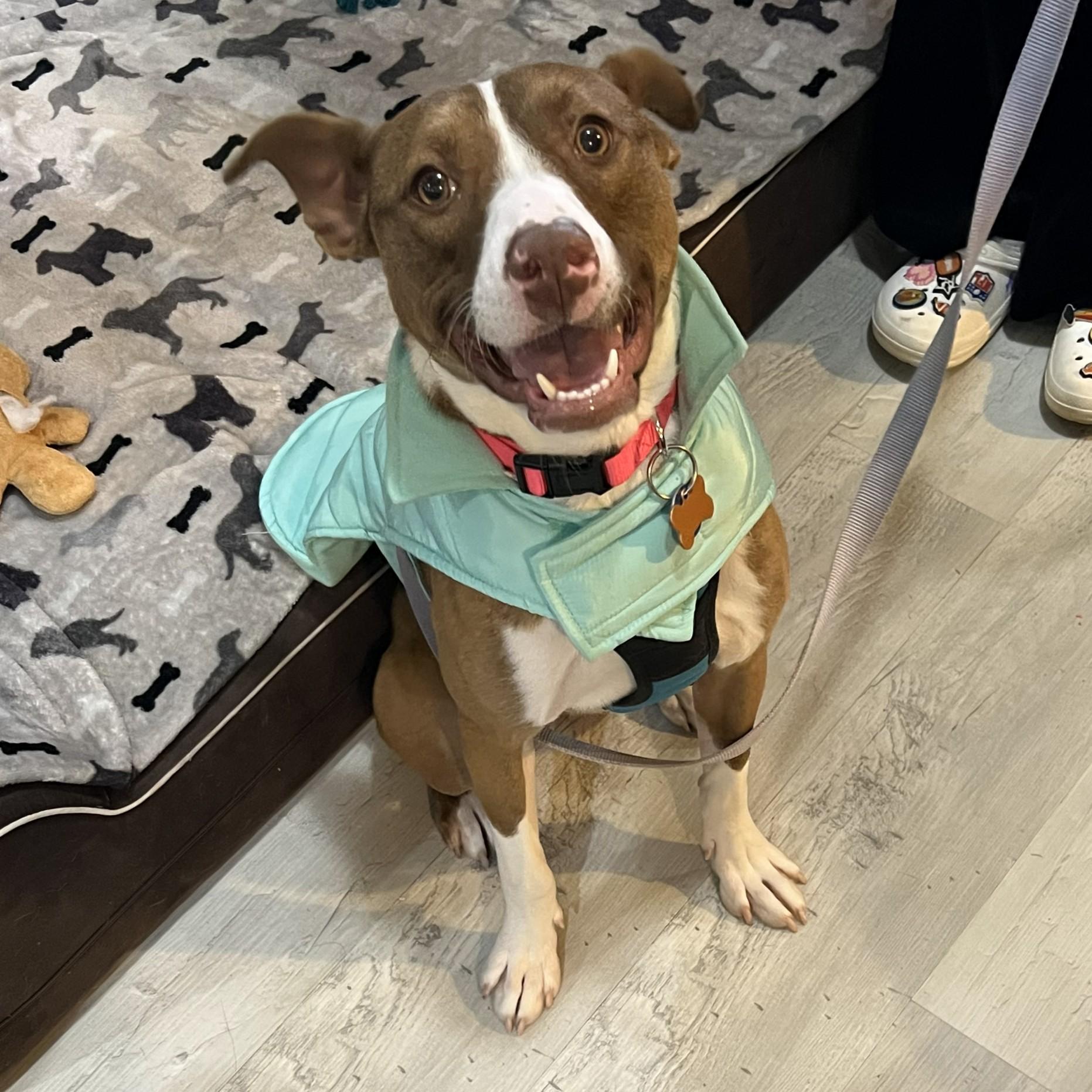 Enlarge Dahlia, a Adoptable mixed breed in Normal, IL image 6/6