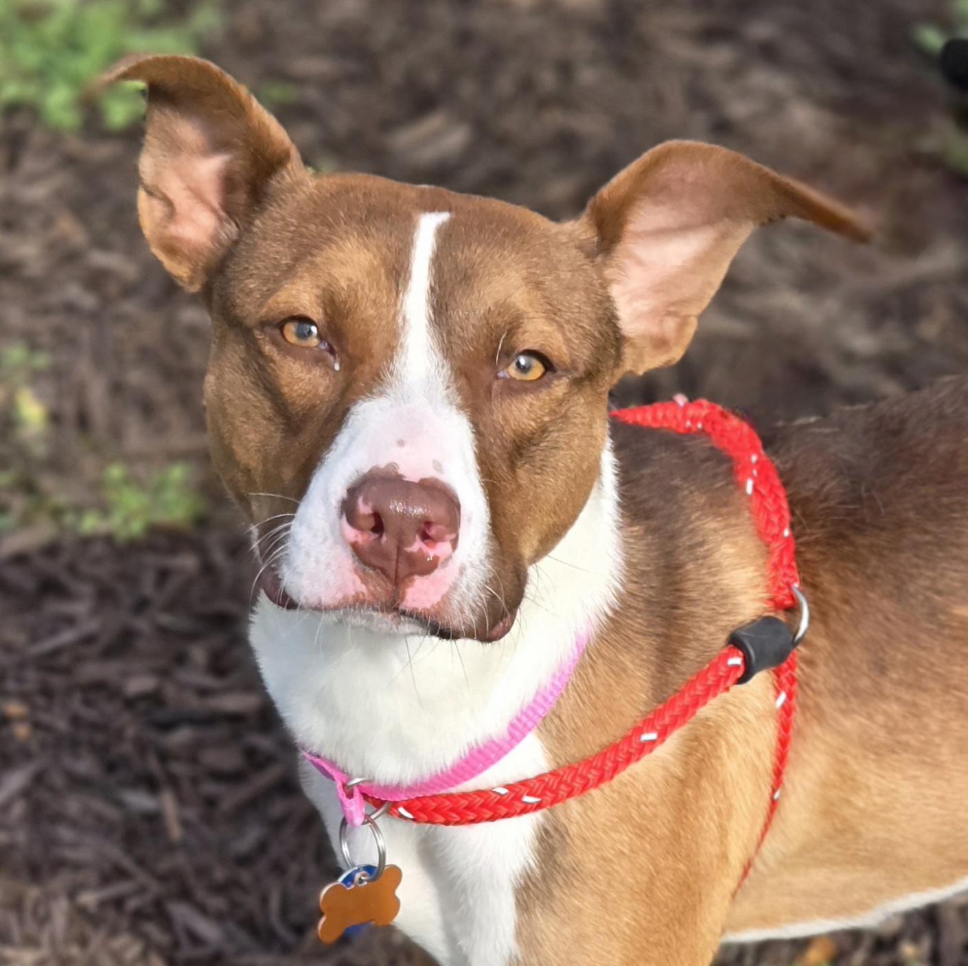 Enlarge Dahlia, a Adoptable mixed breed in Normal, IL image 2/6