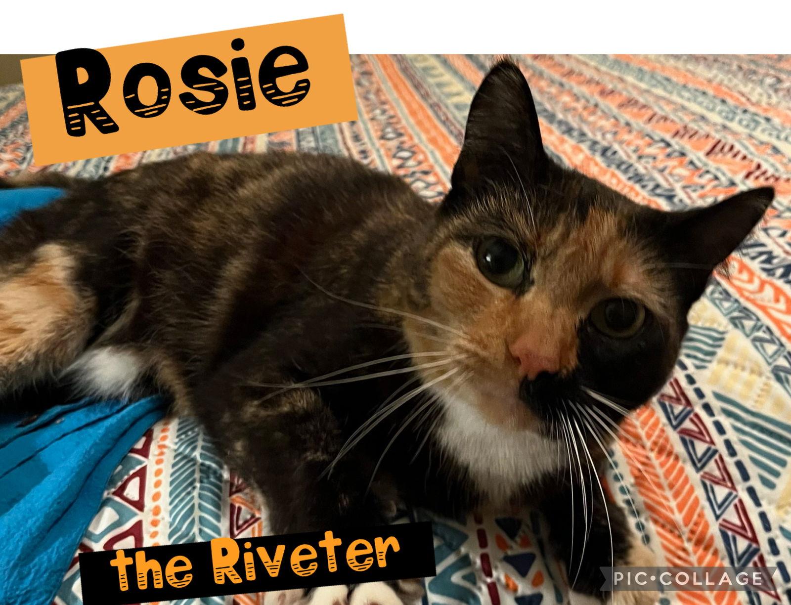 Rosie the Riveter, Adoptable, Young Female Calico & Domestic Short Hair.