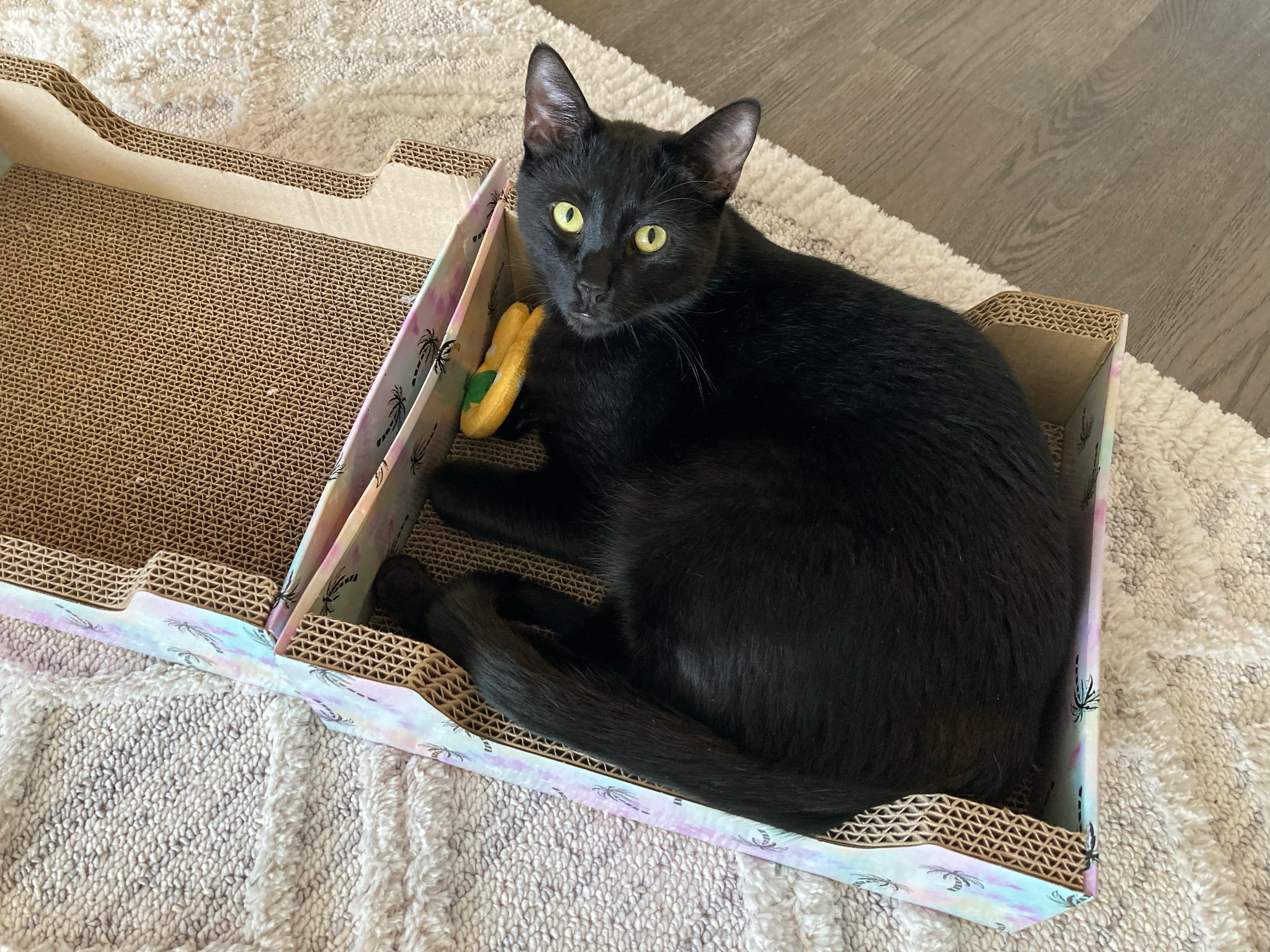 Jasper , a Adoptable mixed breed in Parker, TX image 1/6