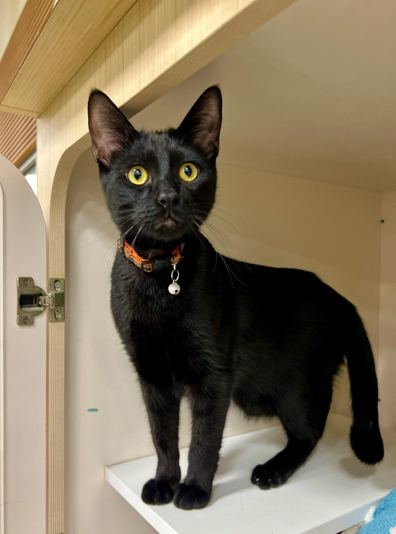 Jasper , a Adoptable mixed breed in Parker, TX image 3/6