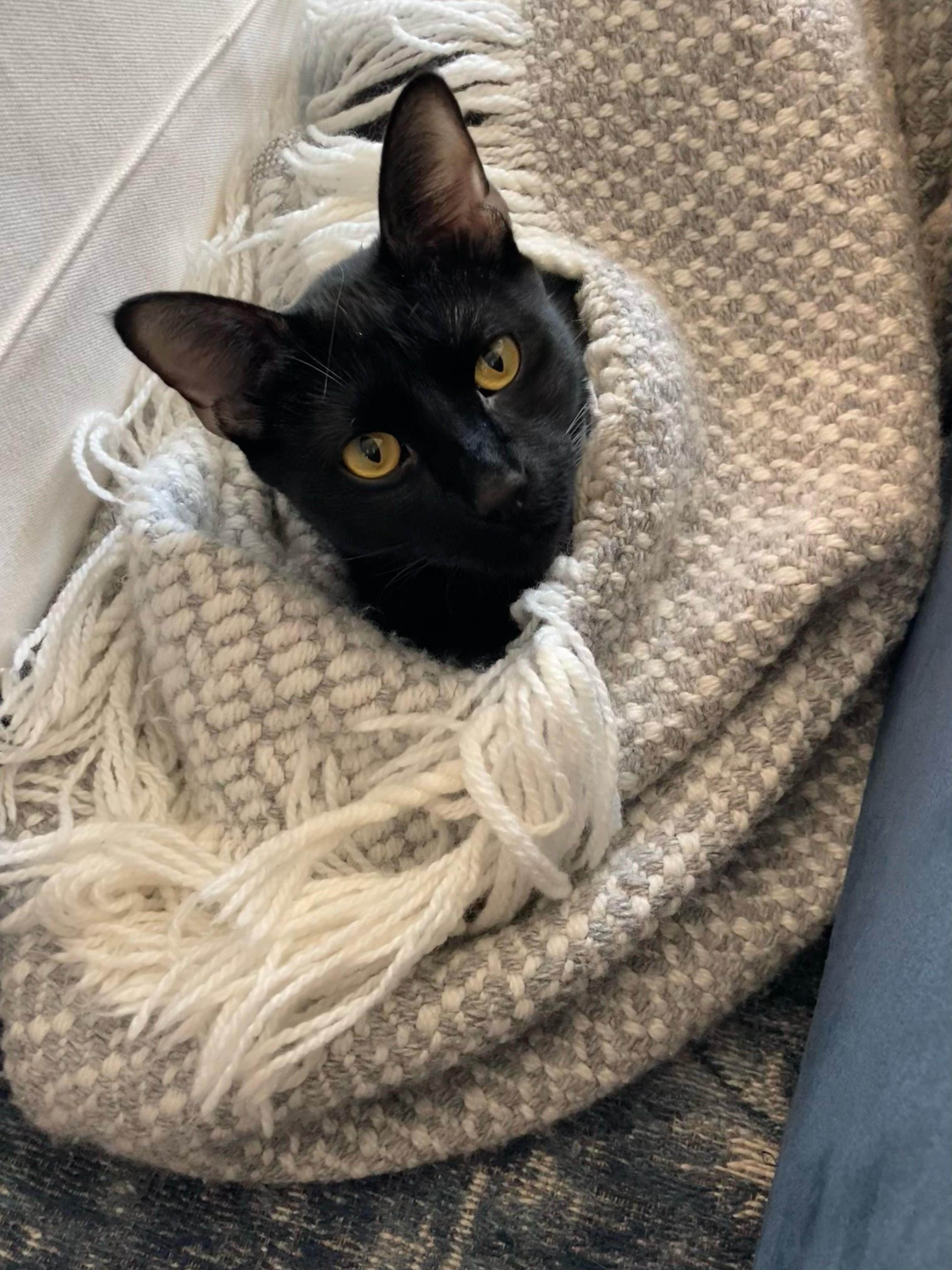 Jasper , a Adoptable mixed breed in Parker, TX image 6/6