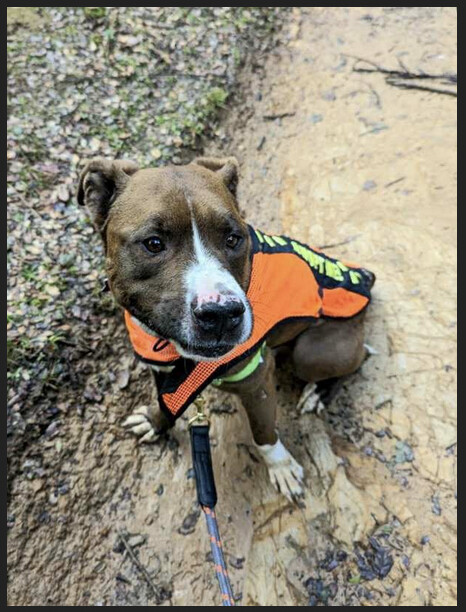 Brutus, Adopted, Senior Male American Staffordshire Terrier & Boxer.