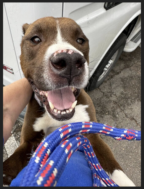 Brutus, a Adopted mixed breed in San Francisco, CA image 2/3