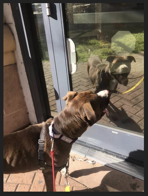 Brutus, a Adopted mixed breed in San Francisco, CA image 3/3