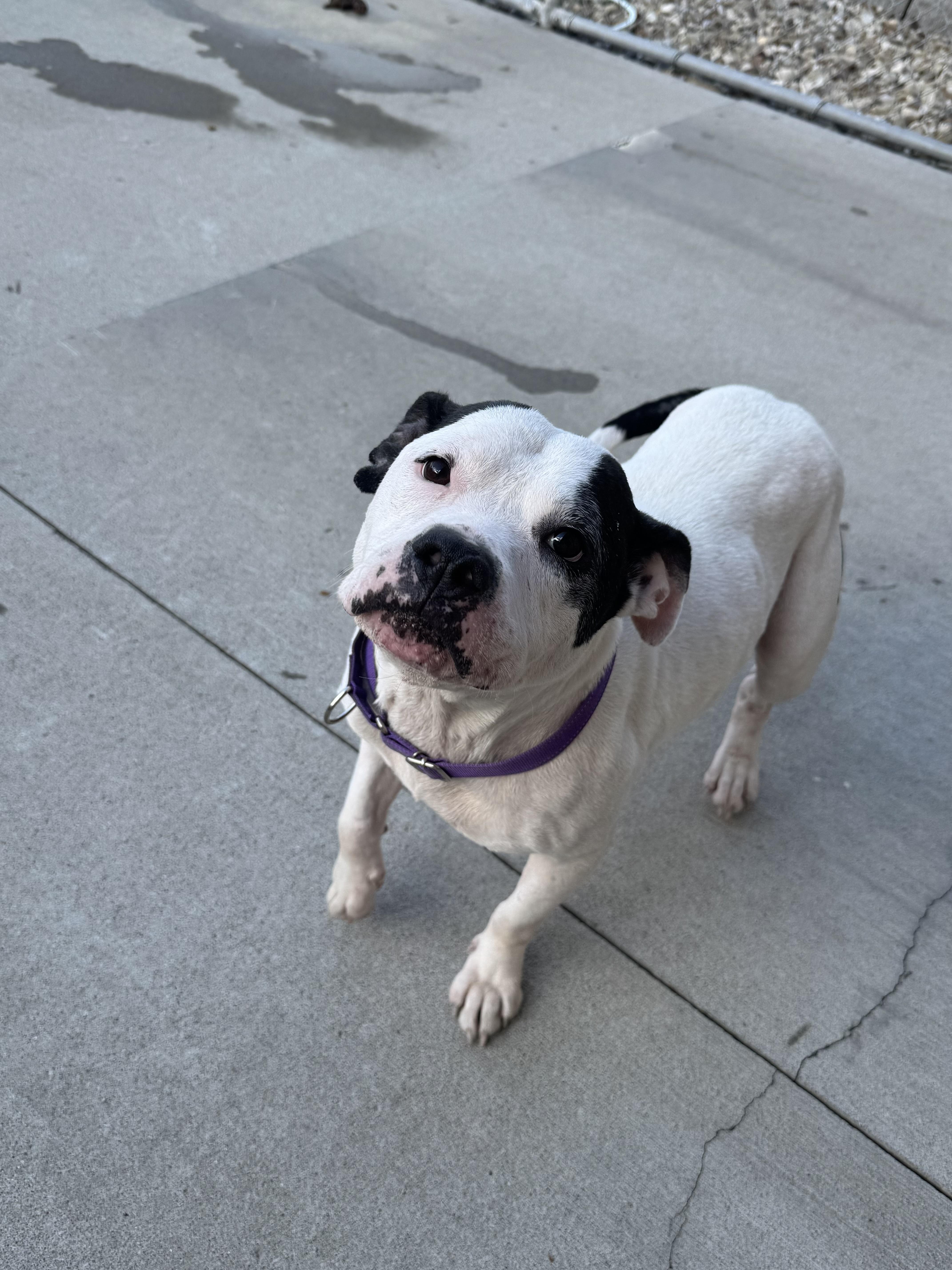 Nellie, adopted, Adult Female Terrier.