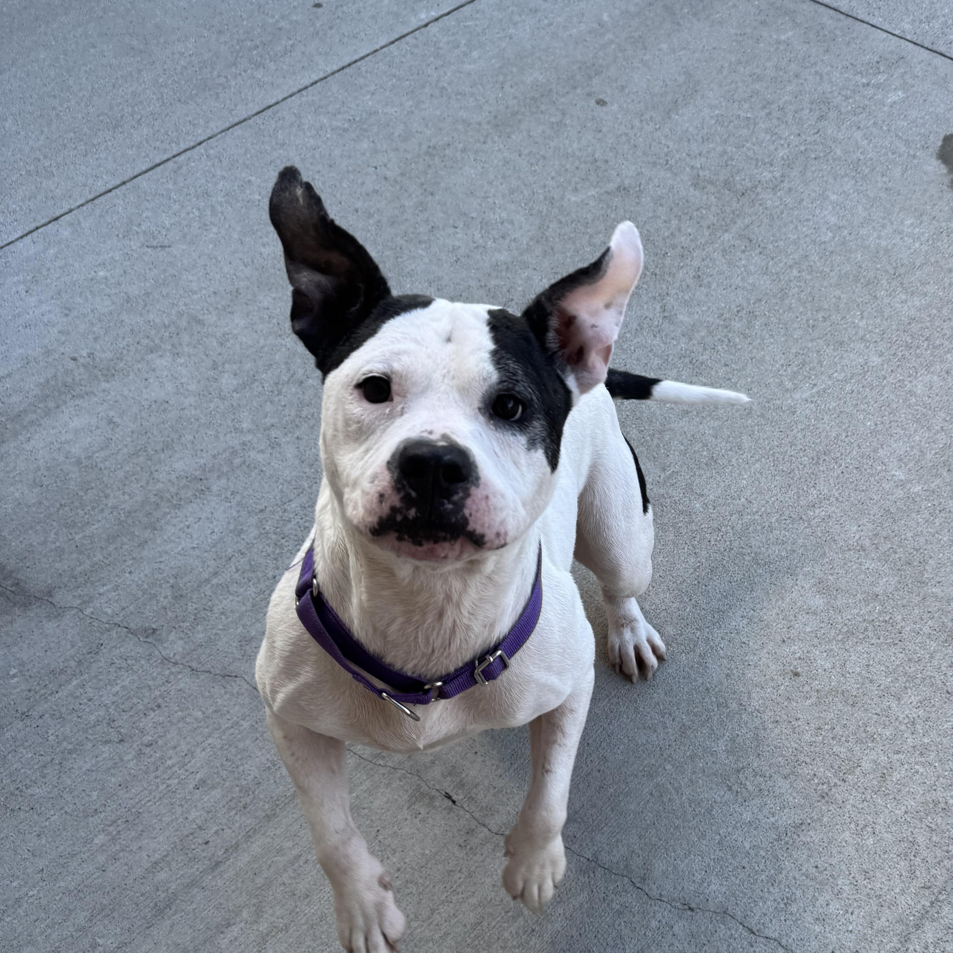 Enlarge Nellie, an adopted mixed breed in Mansfield, OH image 2/3