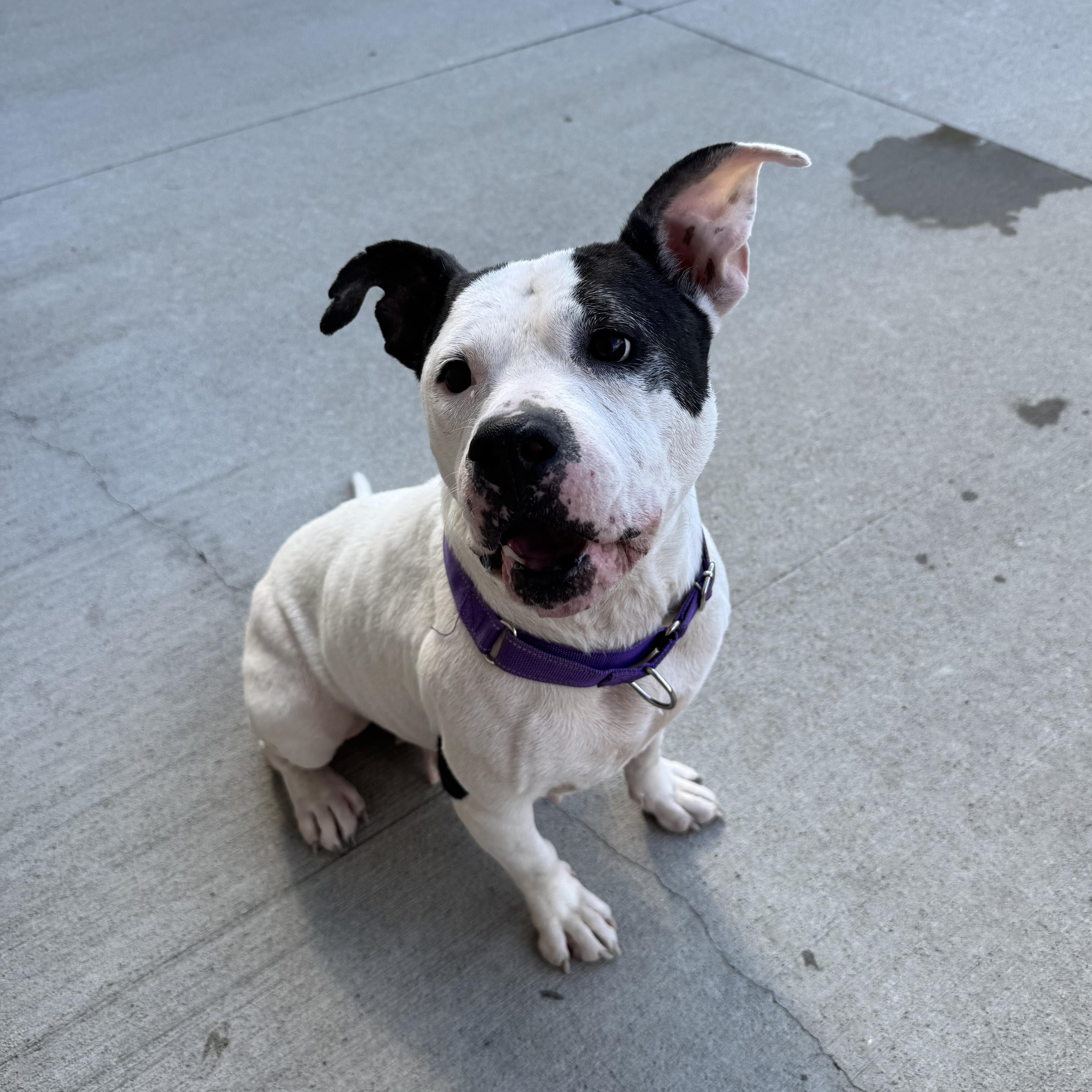 Enlarge Nellie, an adopted mixed breed in Mansfield, OH image 3/3