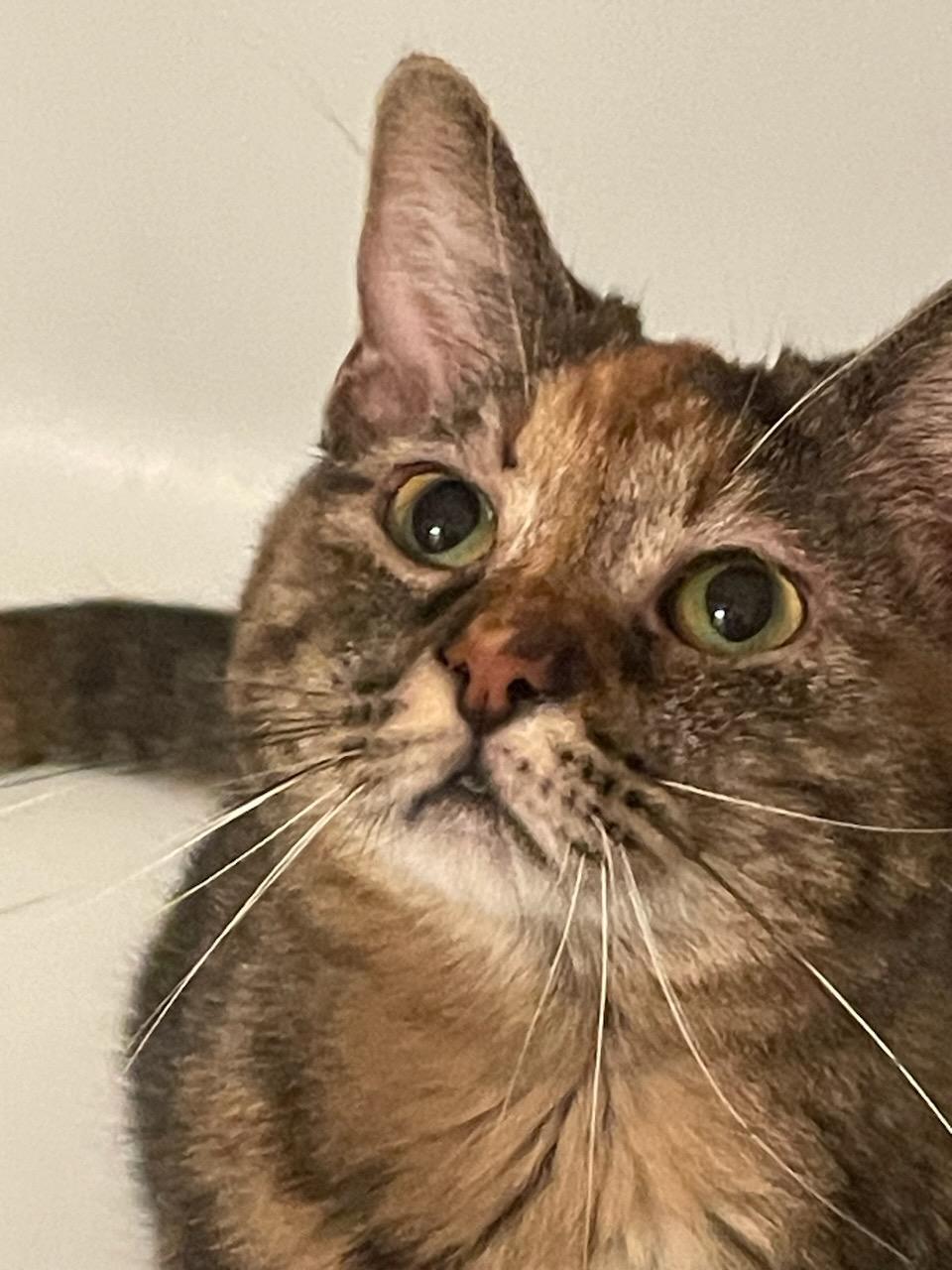 Laci, a Adoptable Tabby in Massillon, OH image 1/2