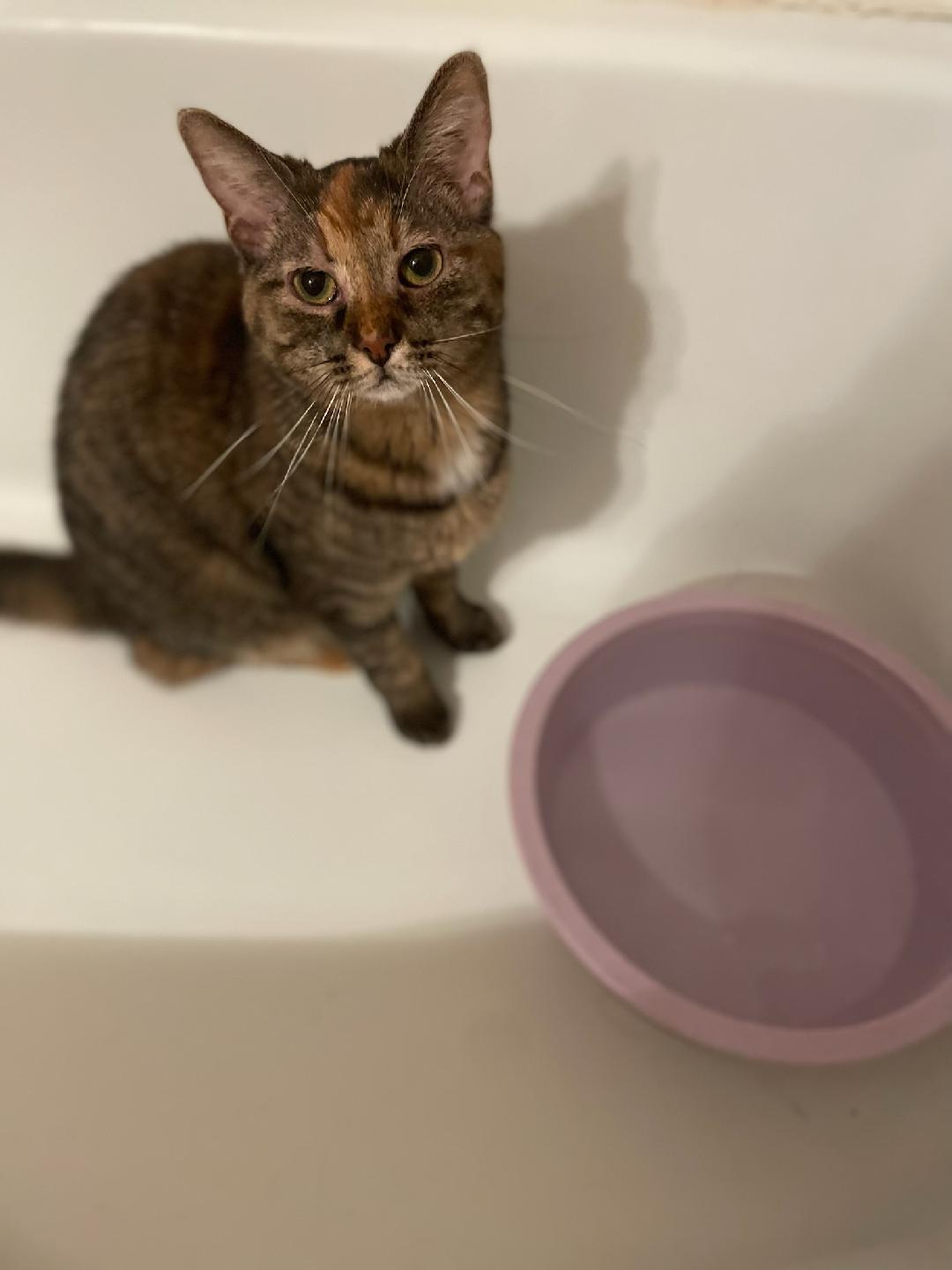 Laci, a Adoptable Tabby in Massillon, OH image 2/2