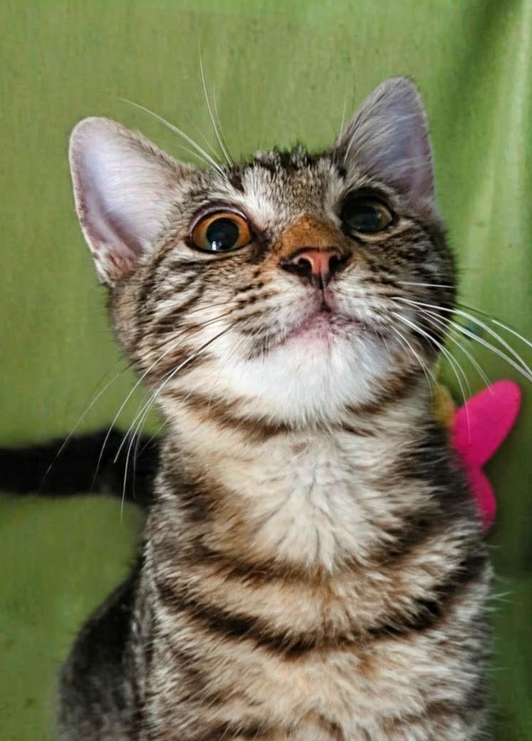 Maize - Courtesy Post, Adoptable, Young Male Domestic Medium Hair & Tabby.