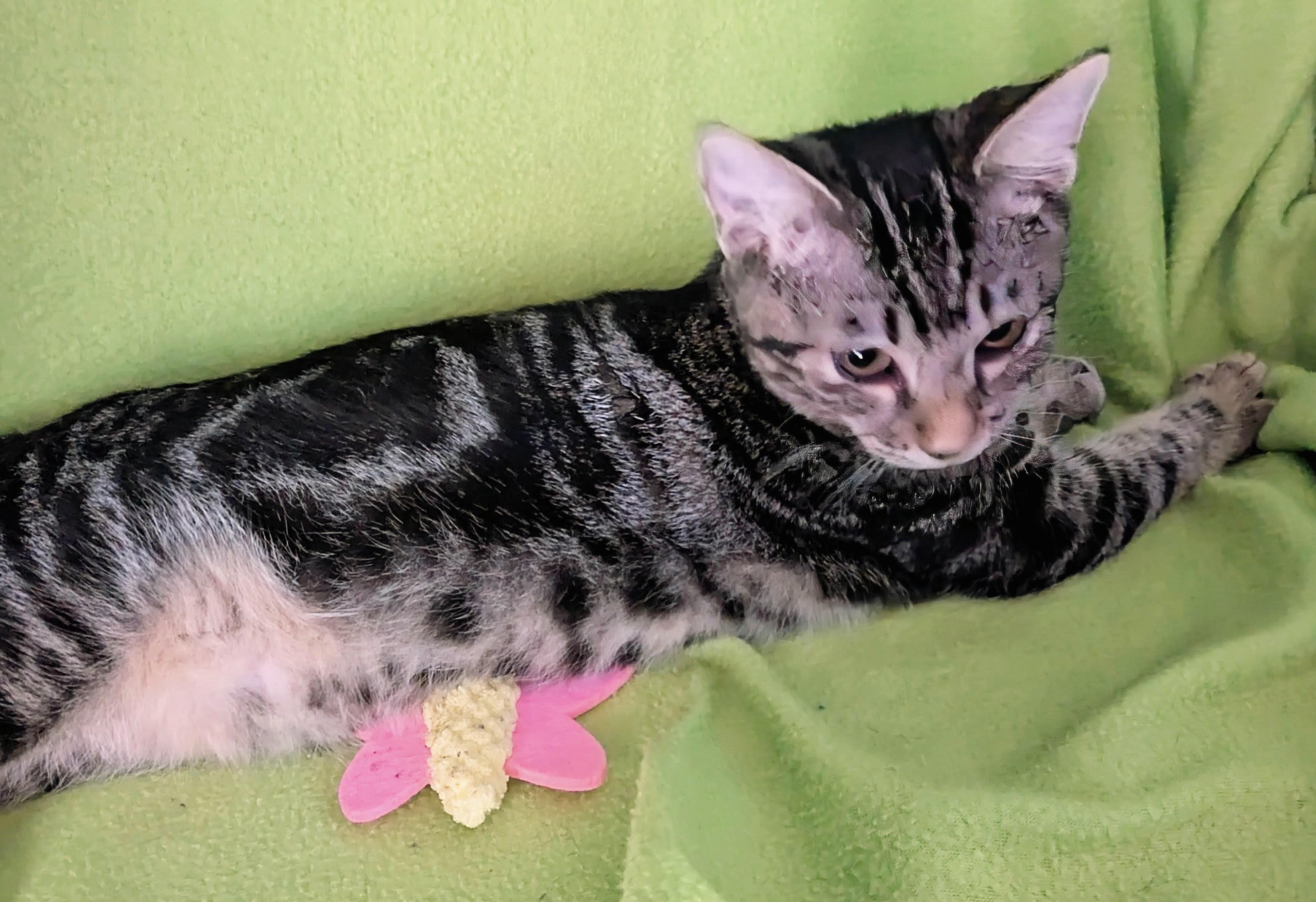 Maize - Courtesy Post, a Adoptable mixed breed in Fort Worth, TX image 2/4