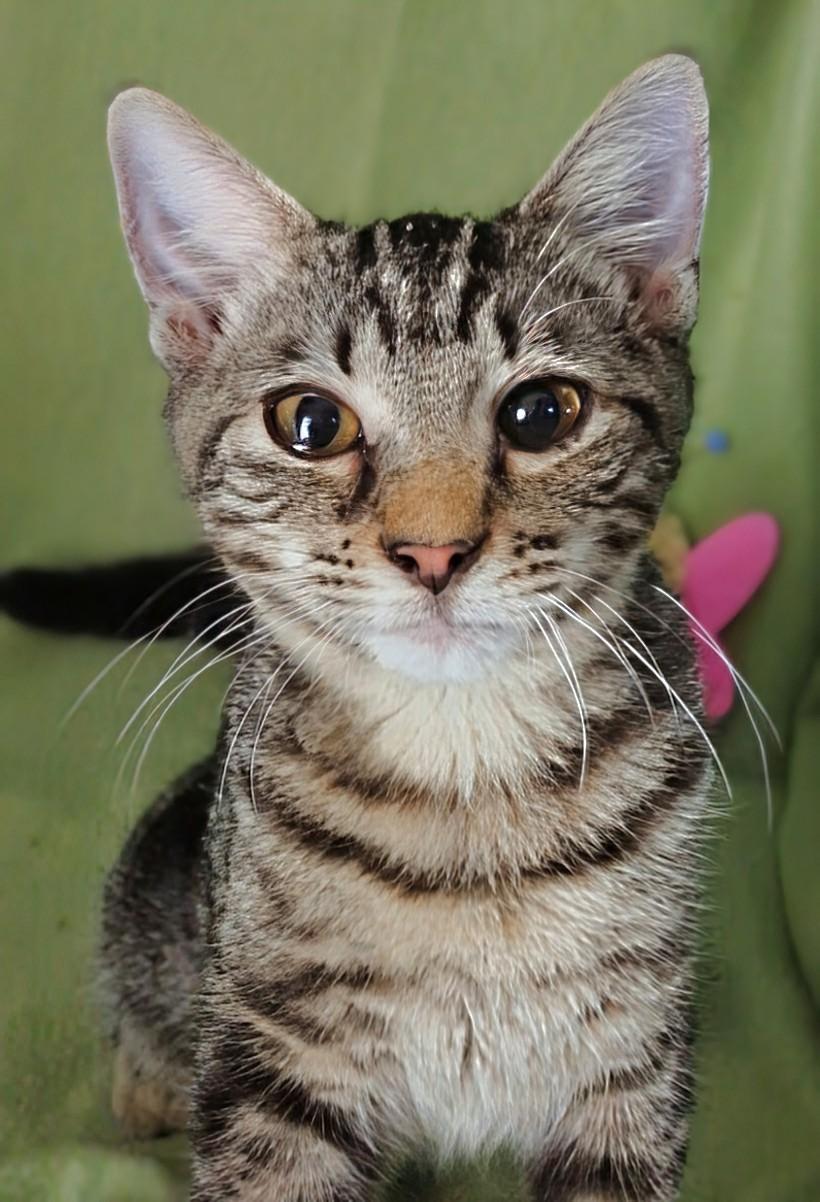 Maize - Courtesy Post, a Adoptable mixed breed in Fort Worth, TX image 3/4