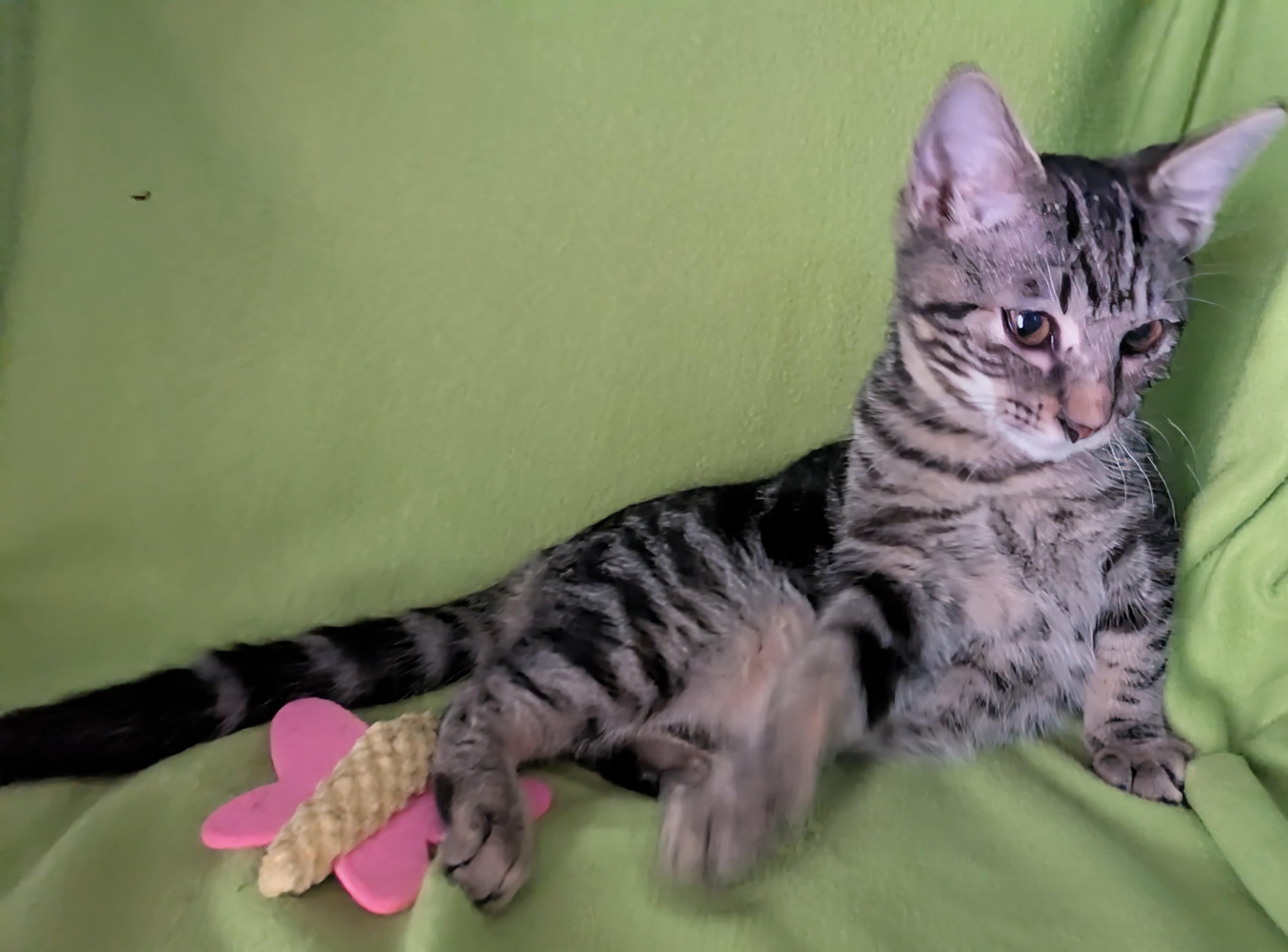 Maize - Courtesy Post, a Adoptable mixed breed in Fort Worth, TX image 4/4