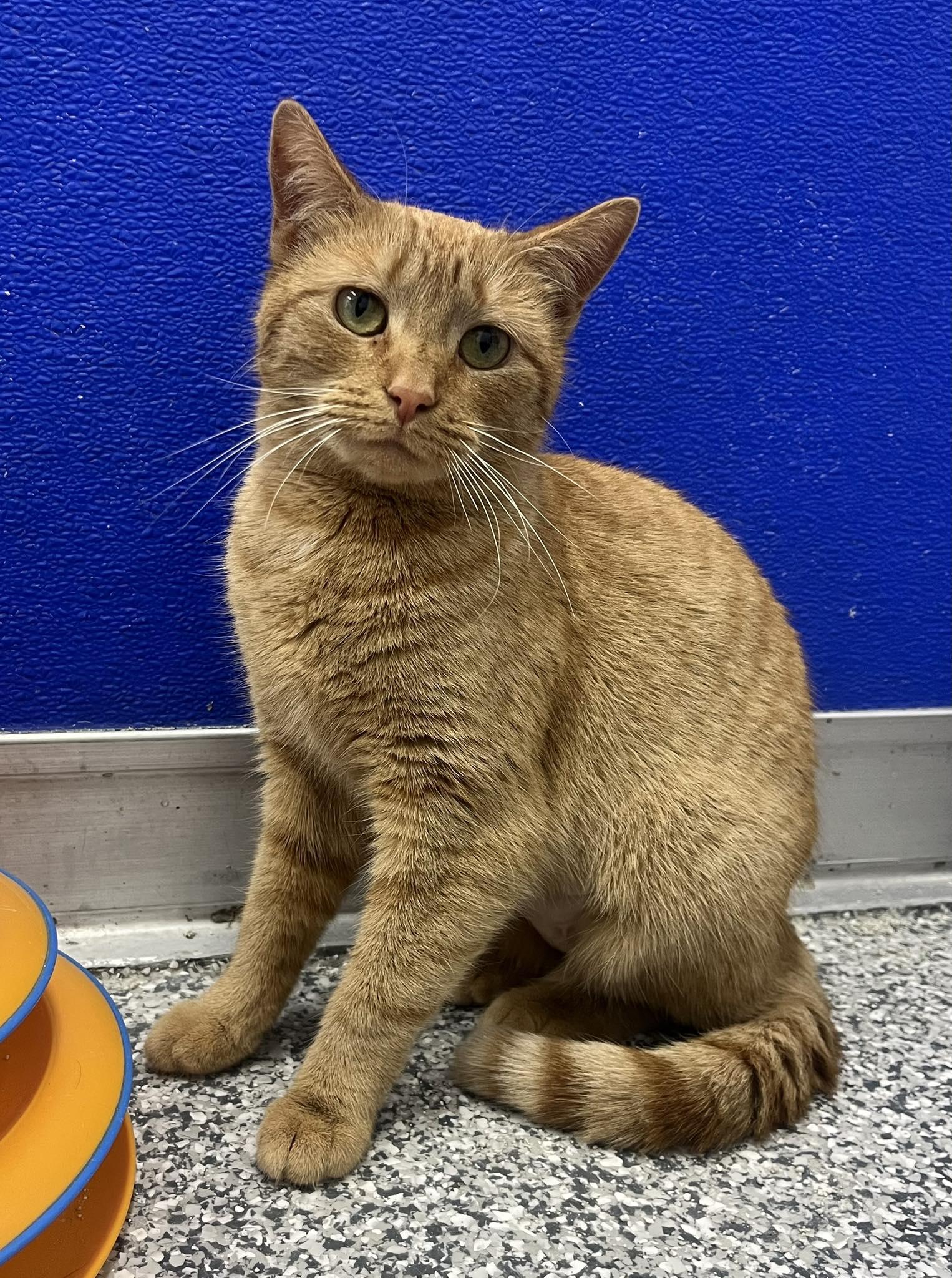 Enlarge Annie, a ADOPTABLE Domestic Short Hair in Dunkirk, NY image 1/1