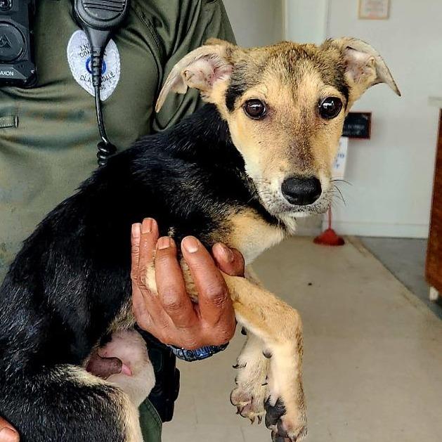 Enlarge Finn, a Adoptable mixed breed in Clarksdale, MS image 1/1