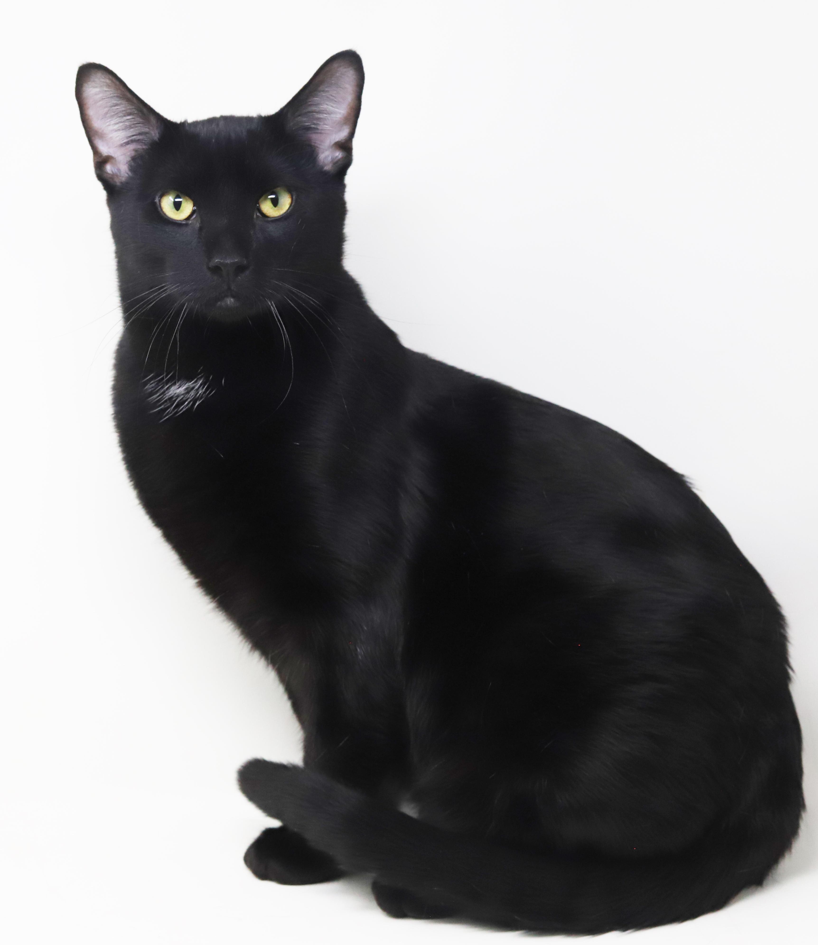 Enlarge Jeckle is nothing less than SPECTACULAR - HUGE GIANT KITTEN LOVER!, a Adoptable Bombay in Bedford Hills, NY image 4/6