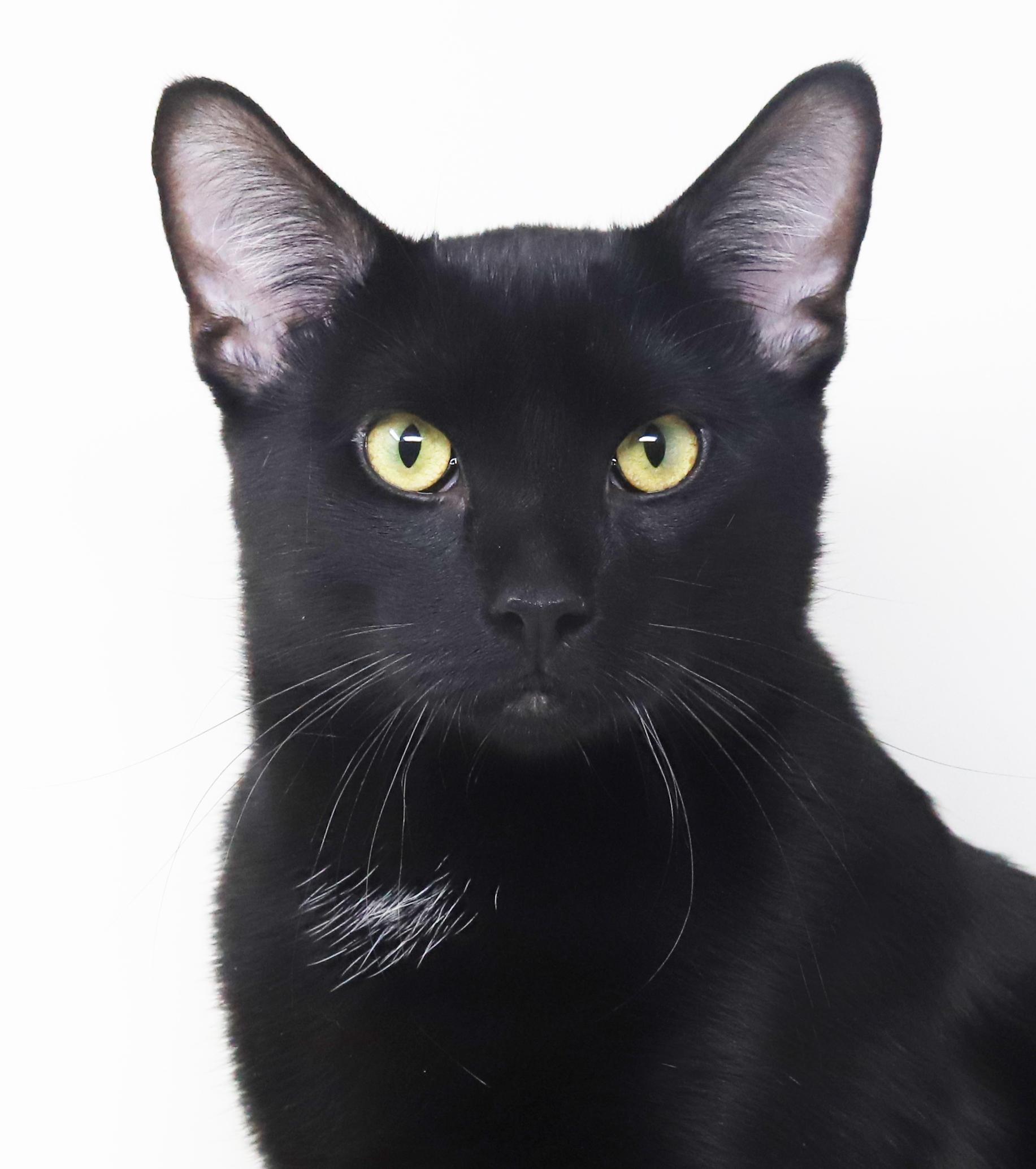 Enlarge Jeckle is nothing less than SPECTACULAR - HUGE GIANT KITTEN LOVER!, a Adoptable Bombay in Bedford Hills, NY image 1/6