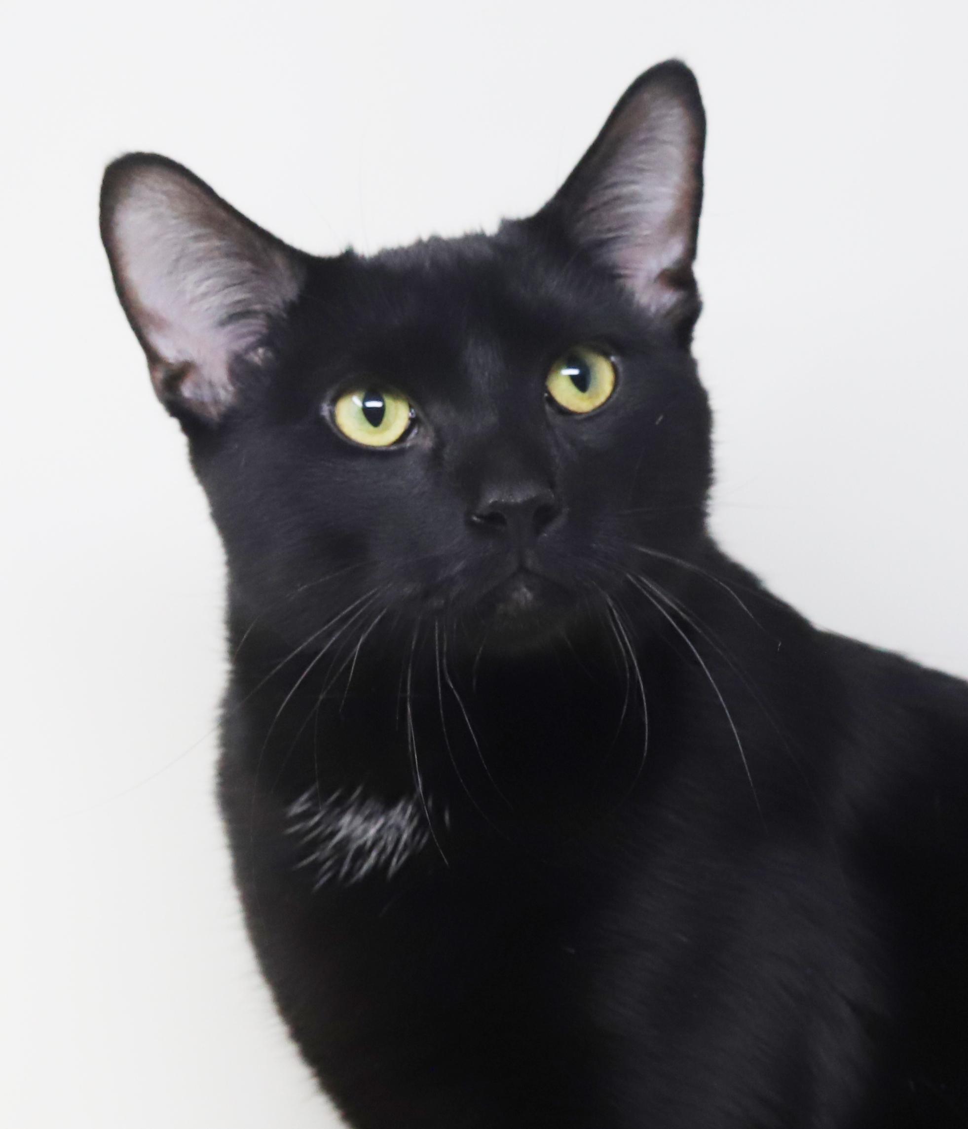 Enlarge Jeckle is nothing less than SPECTACULAR - HUGE GIANT KITTEN LOVER!, a Adoptable Bombay in Bedford Hills, NY image 3/6