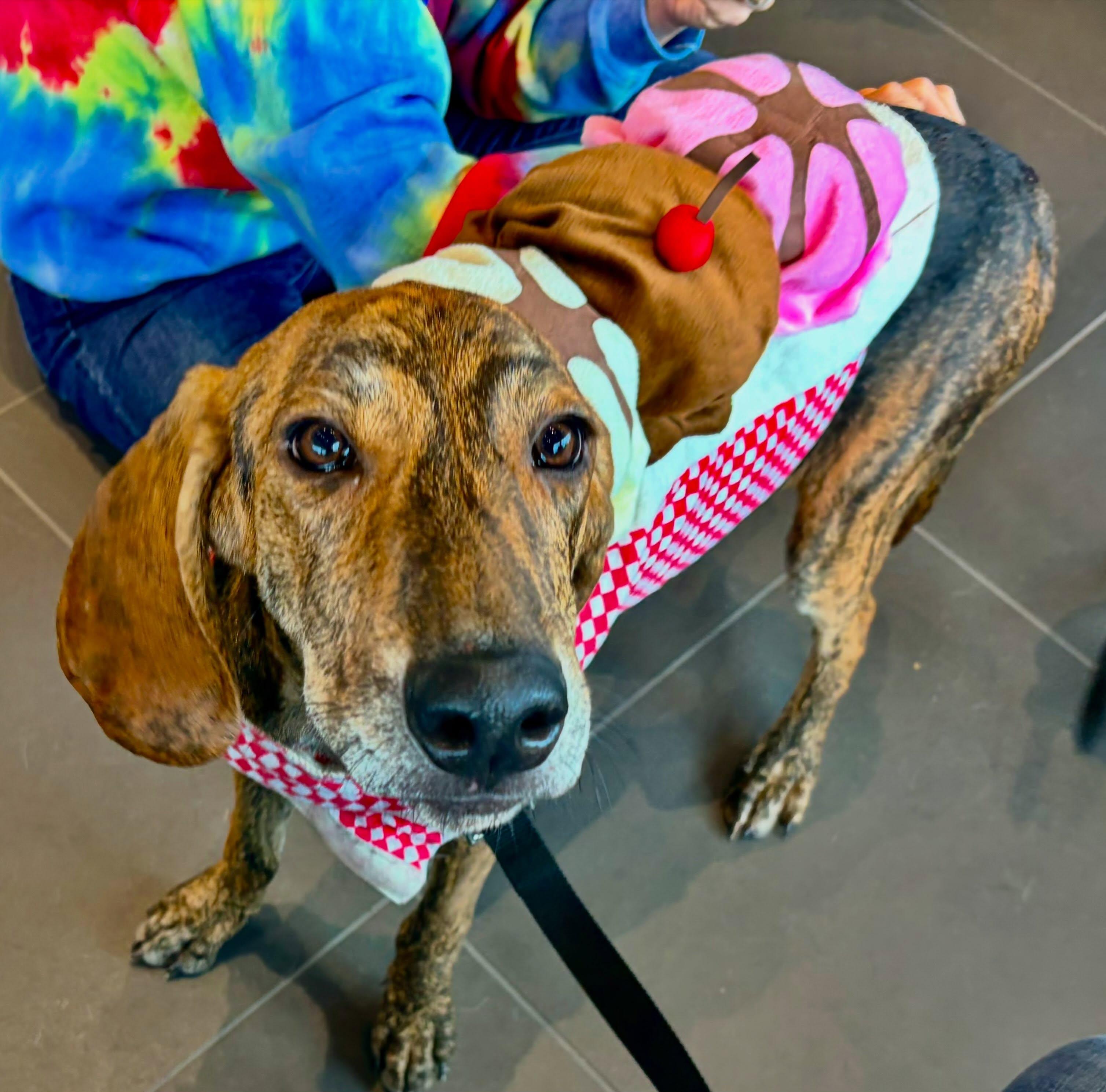 Levi, Adoptable, Adult Male Coonhound & Plott Hound.