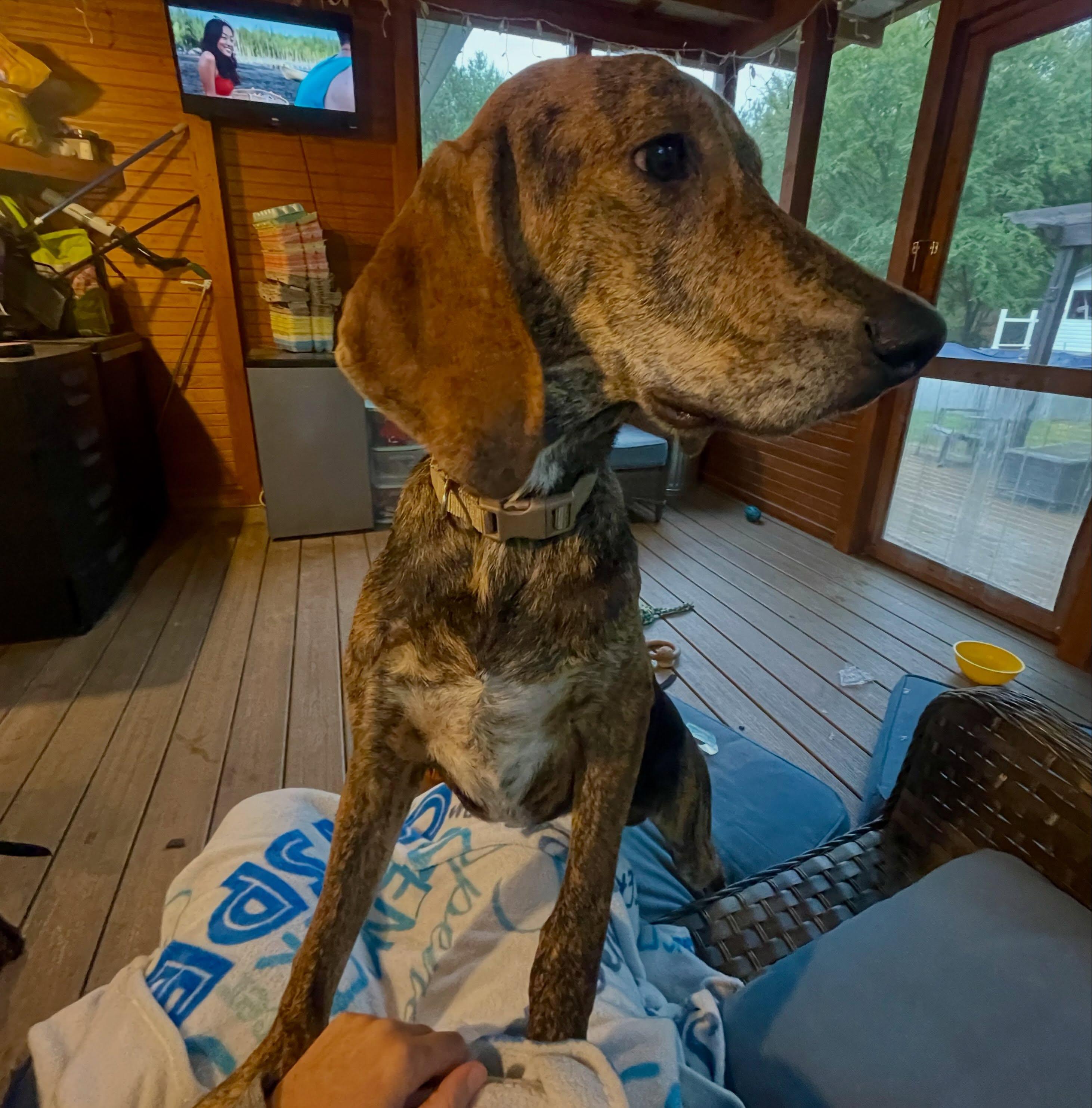 Enlarge Levi, a Adoptable mixed breed in Raleigh, NC image 2/5