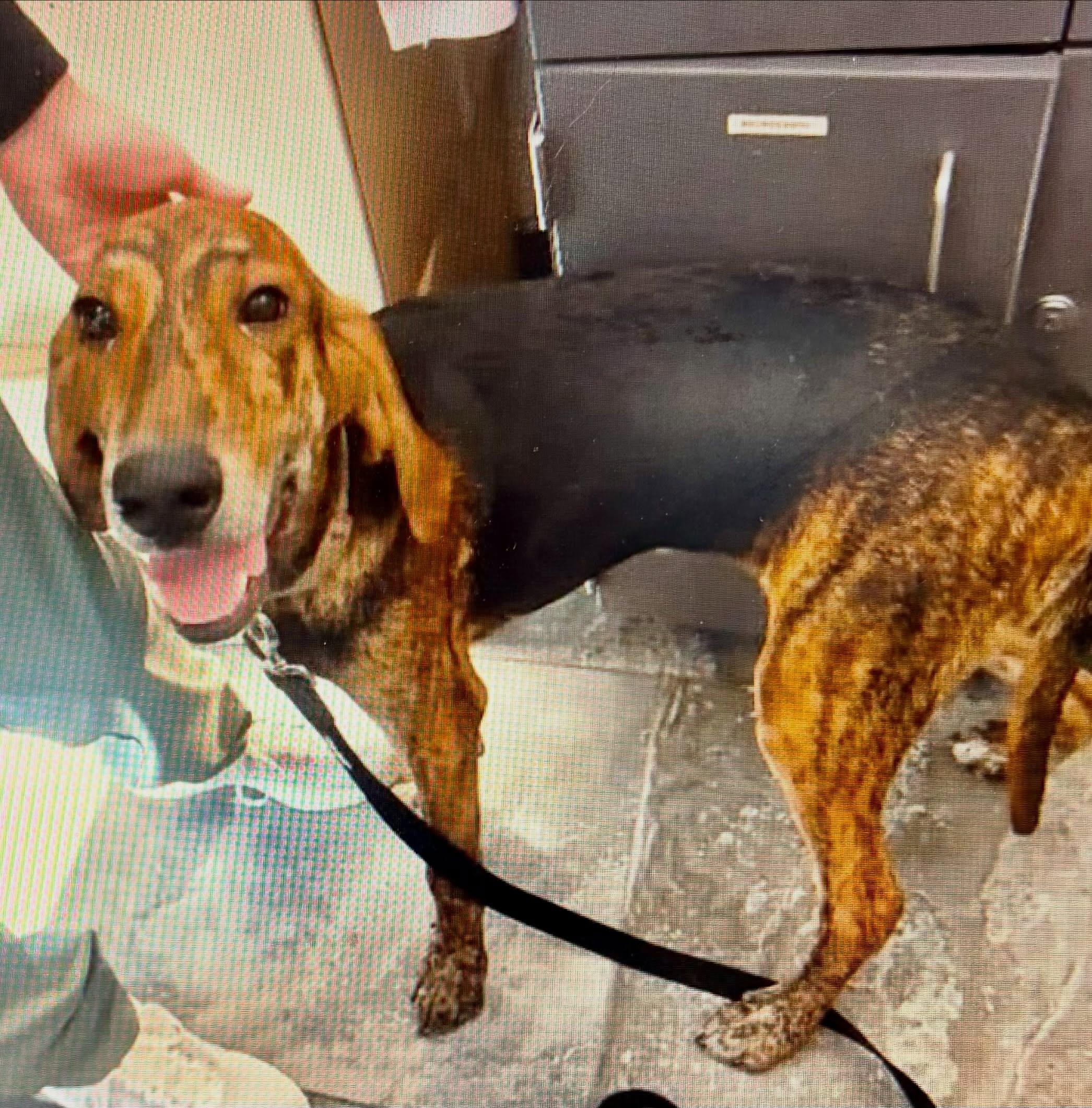 Enlarge Levi, a Adoptable mixed breed in Raleigh, NC image 3/5