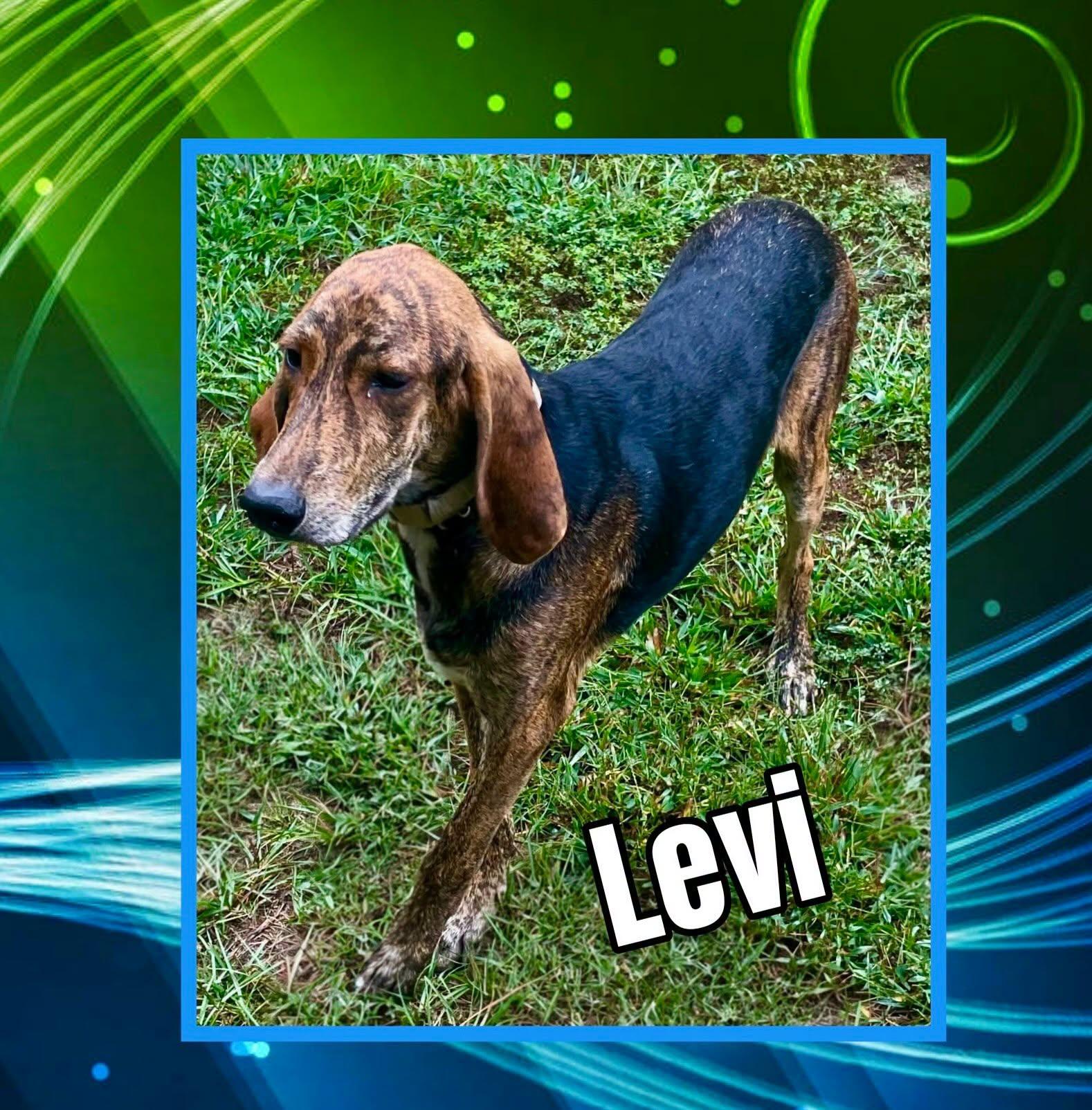 Levi, Adoptable, Adult Male Coonhound.