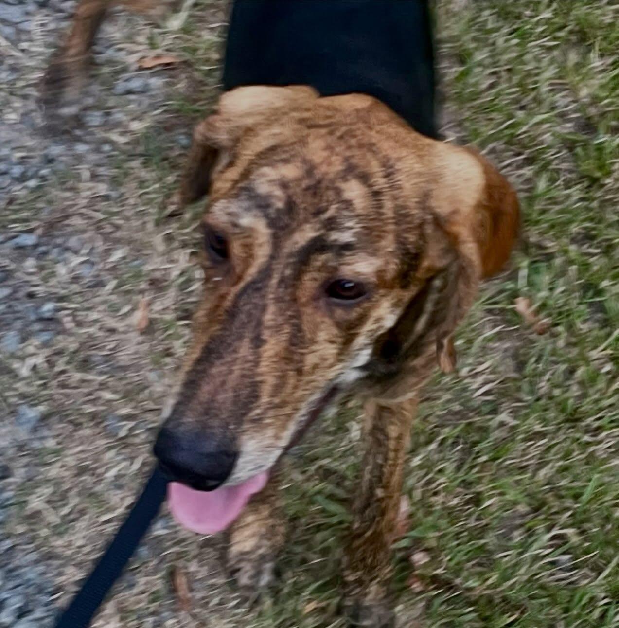 Enlarge Levi, a Adoptable mixed breed in Raleigh, NC image 5/5