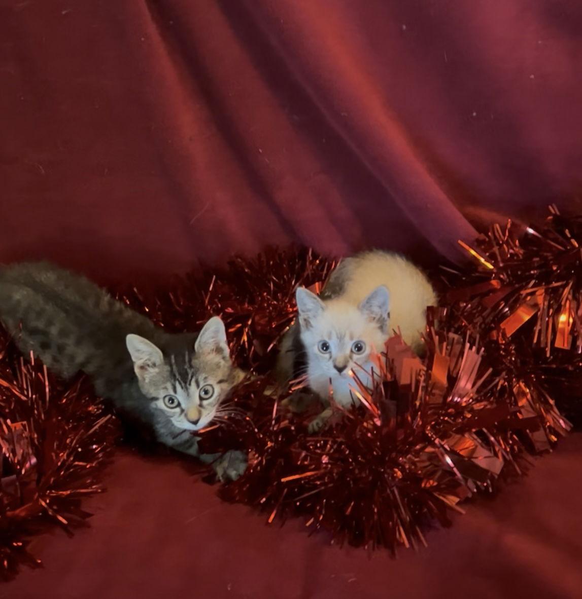 BENE, Adoptable, Young Male Tabby.