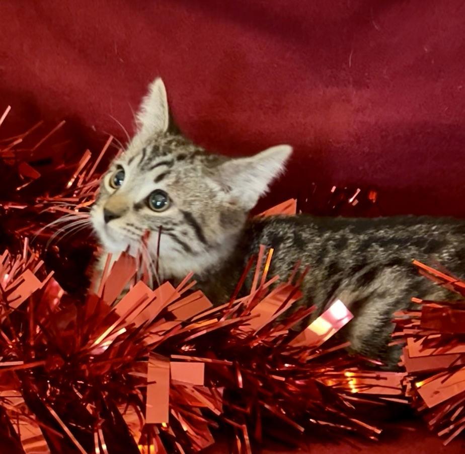 Enlarge BENE, a Adoptable Tabby in Orlando, FL image 2/3