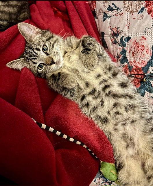 Enlarge BENE, a Adoptable Tabby in Orlando, FL image 3/3