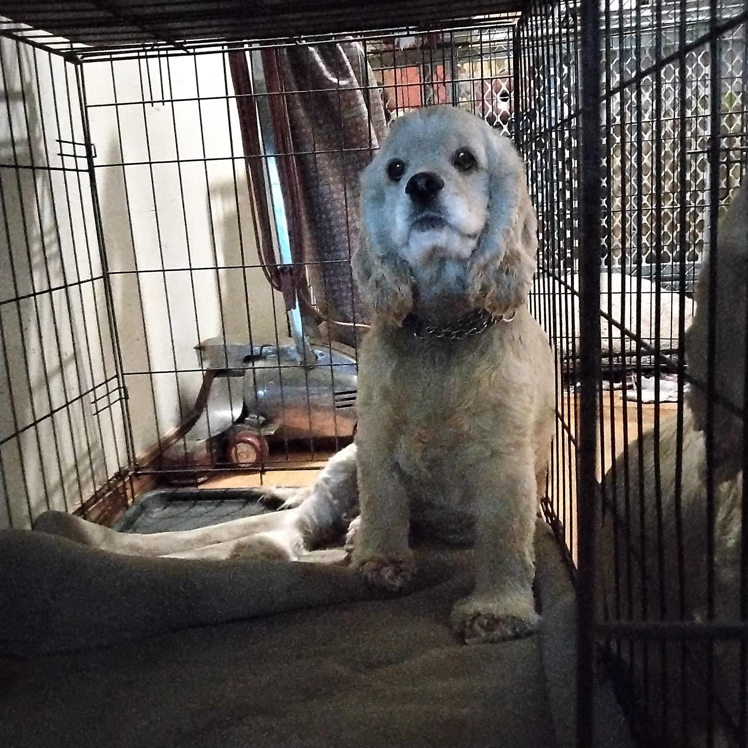 Tess=ADOPTED!!, Adopted, Young Female Cocker Spaniel.