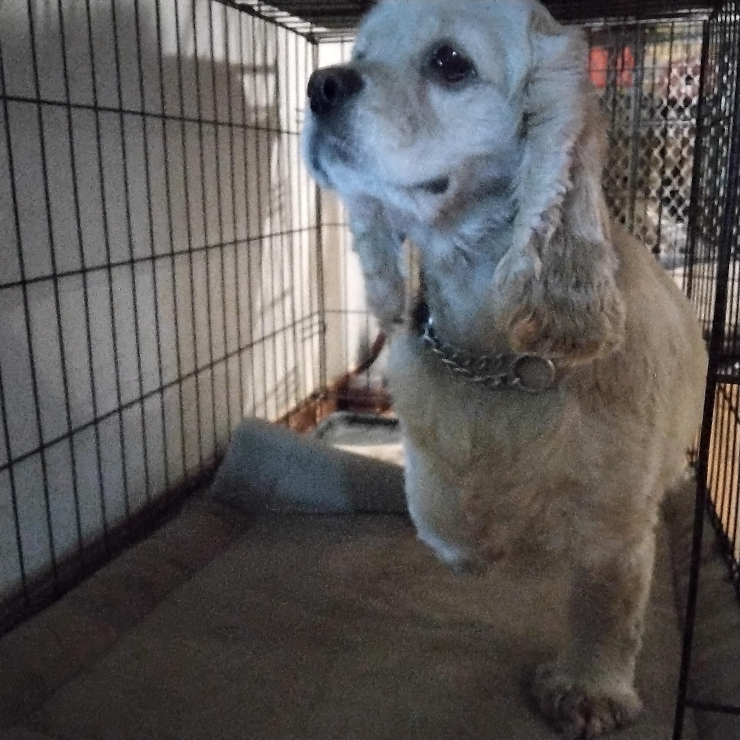 Tess=ADOPTED!!, a Adopted Cocker Spaniel in Grove, OK image 2/3