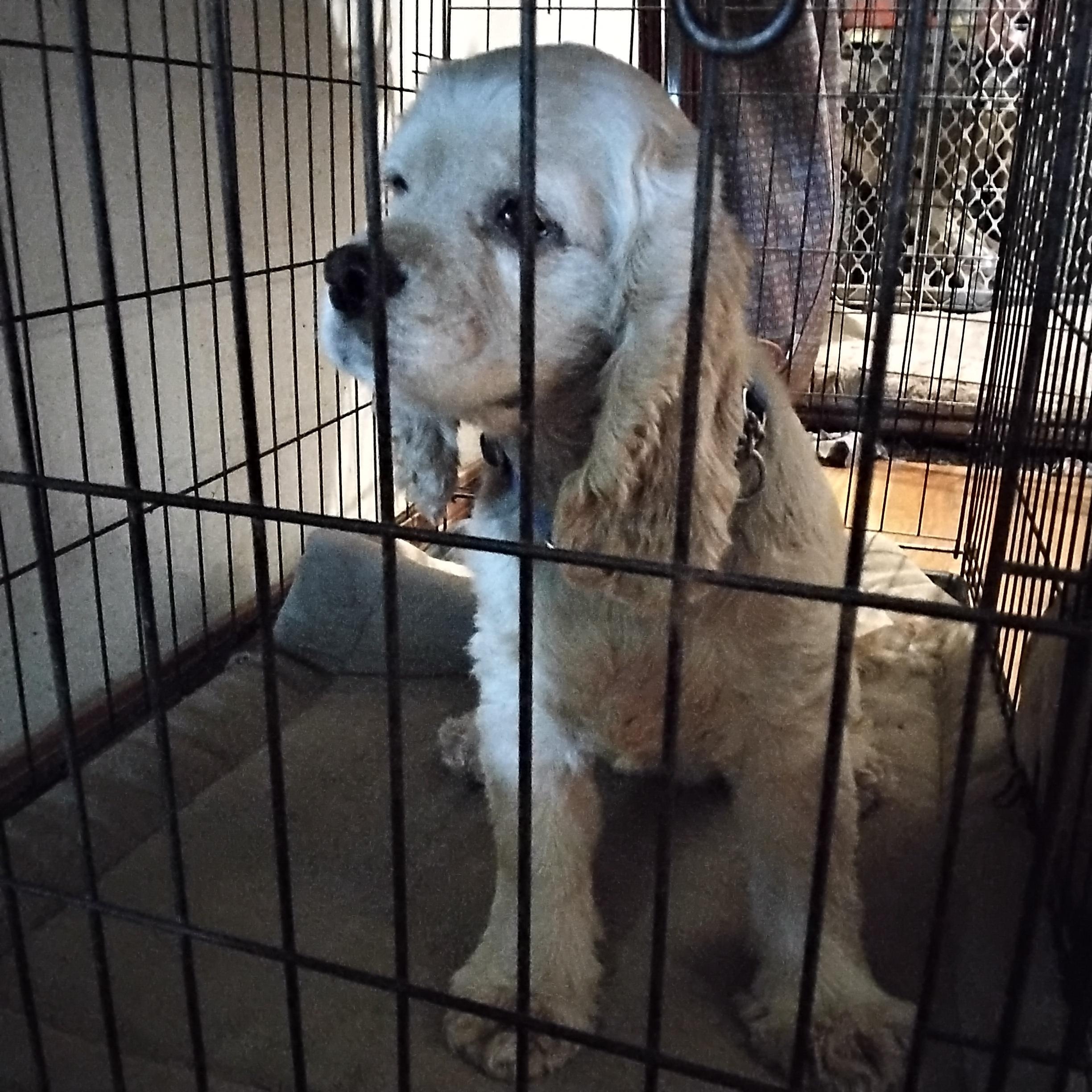 Tess=ADOPTED!!, a Adopted Cocker Spaniel in Grove, OK image 3/3