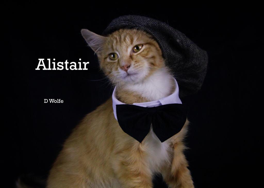 Enlarge Alistair, an adopted Tabby in York, NE image 1/4