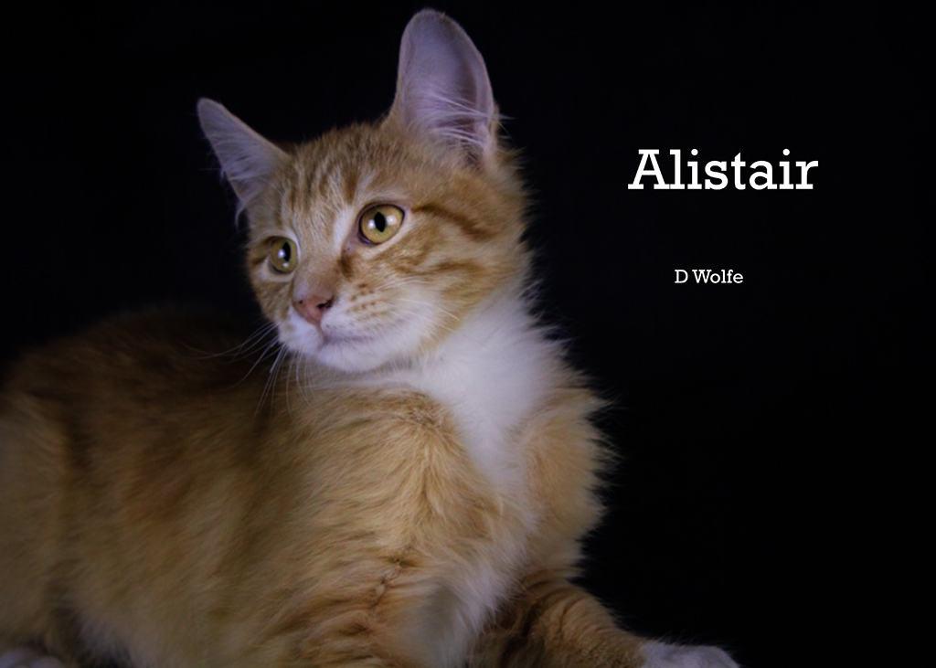 Enlarge Alistair, an adopted Tabby in York, NE image 3/4