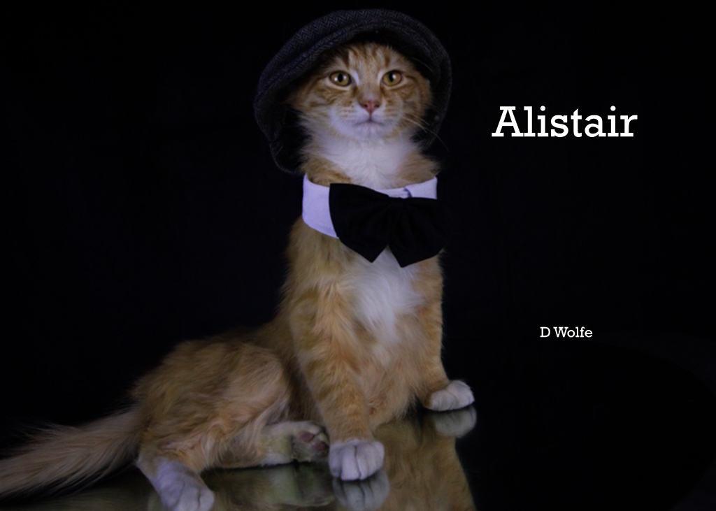 Enlarge Alistair, an adopted Tabby in York, NE image 2/4