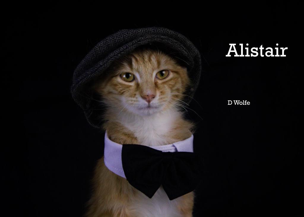 Enlarge Alistair, an adopted Tabby in York, NE image 4/4