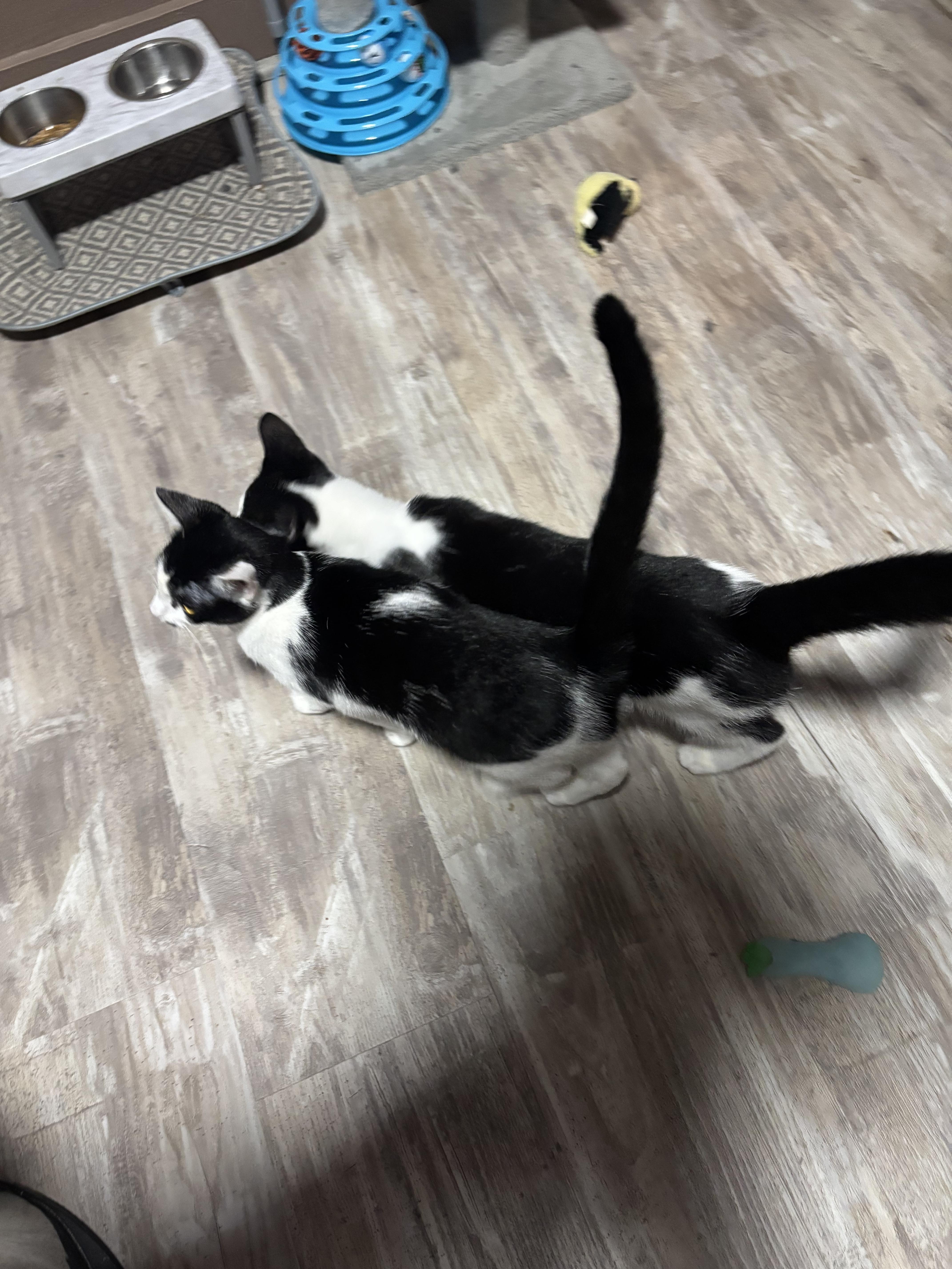 Enlarge 100 GRAND , a Adoptable Domestic Short Hair in Pittsburgh, PA image 2/4