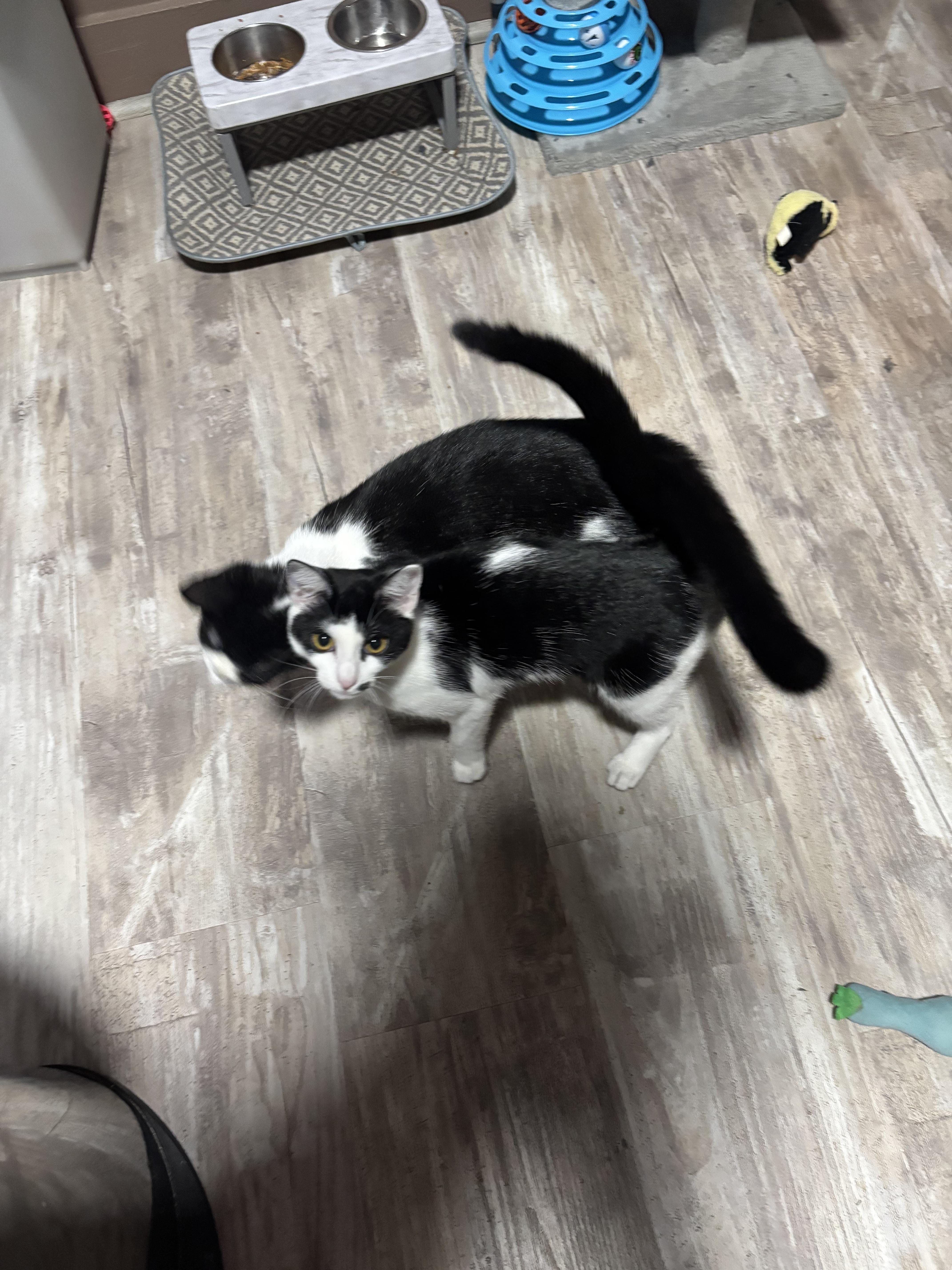 Enlarge 100 GRAND , a Adoptable Domestic Short Hair in Pittsburgh, PA image 3/4