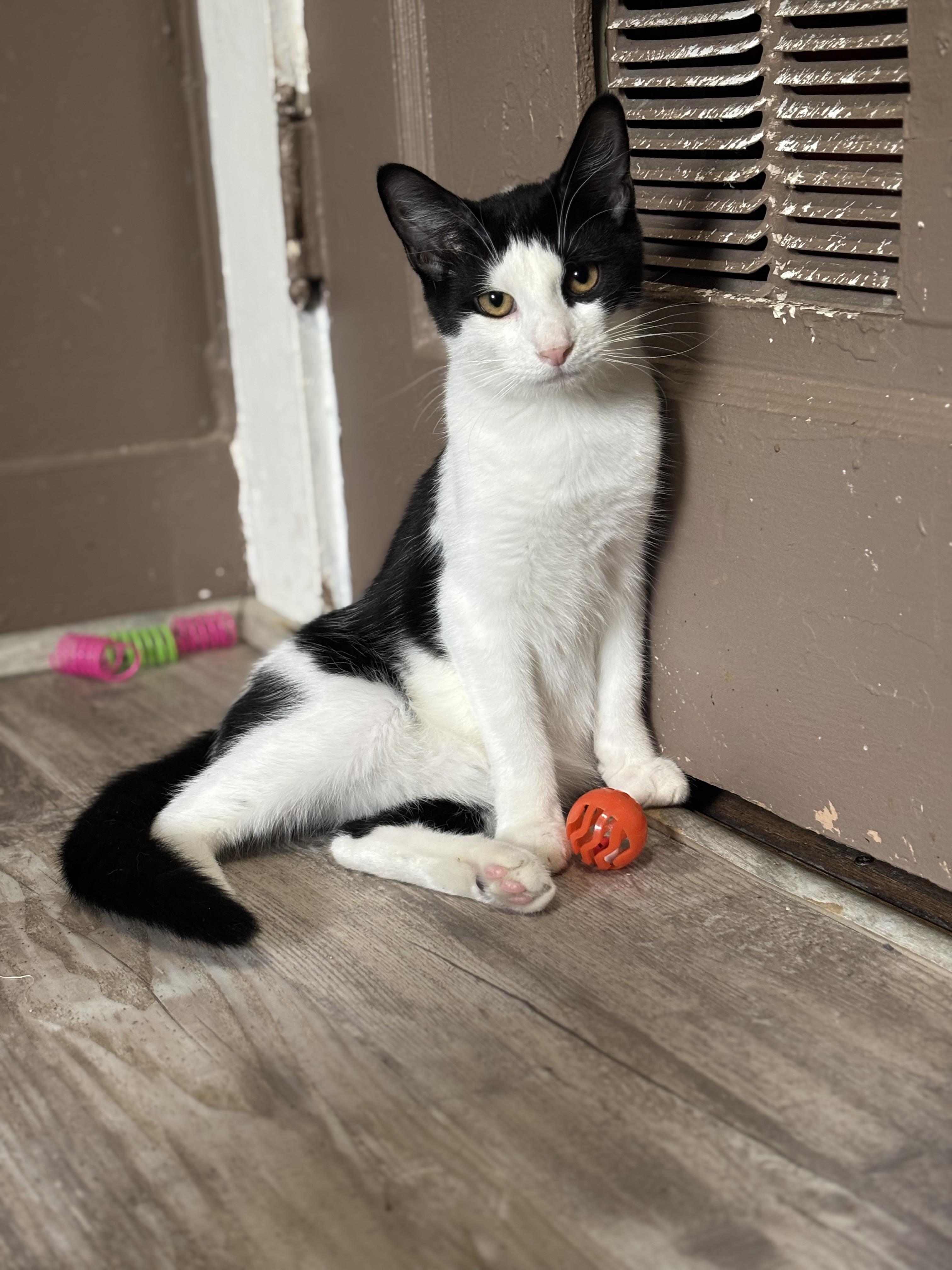 Enlarge 100 GRAND , a Adoptable Domestic Short Hair in Pittsburgh, PA image 1/4