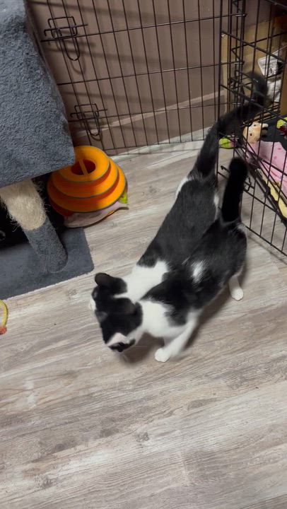 Enlarge 100 GRAND , a Adoptable Domestic Short Hair in Pittsburgh, PA video 4/4