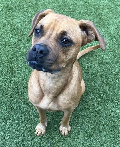 Jackie, Adoptable, Adult Female Boxer & Mixed Breed.