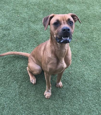 Enlarge Jackie, a Adoptable mixed breed in Independence, MO image 2/3